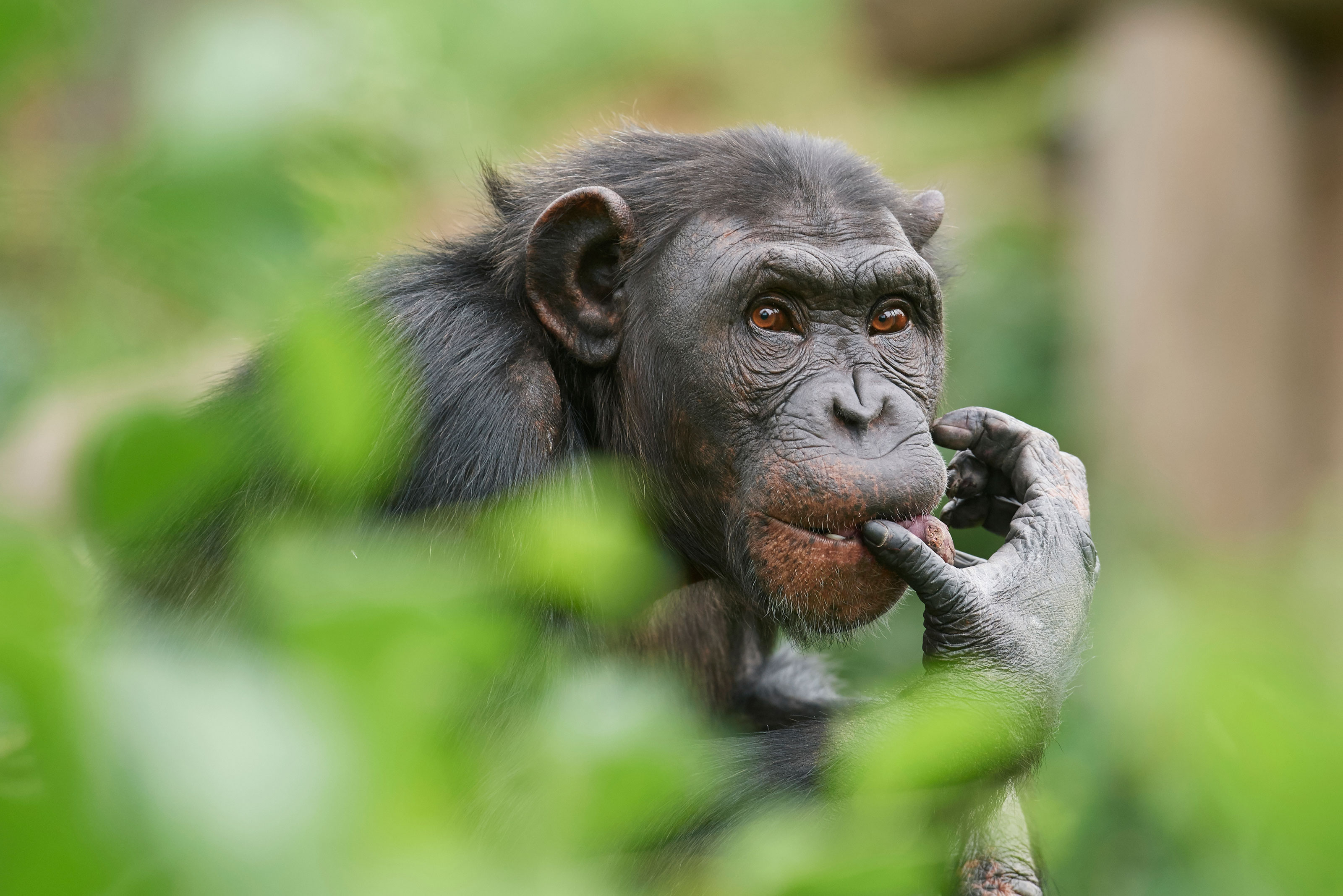 Chimpanse i naturskønne Odense ZOO
