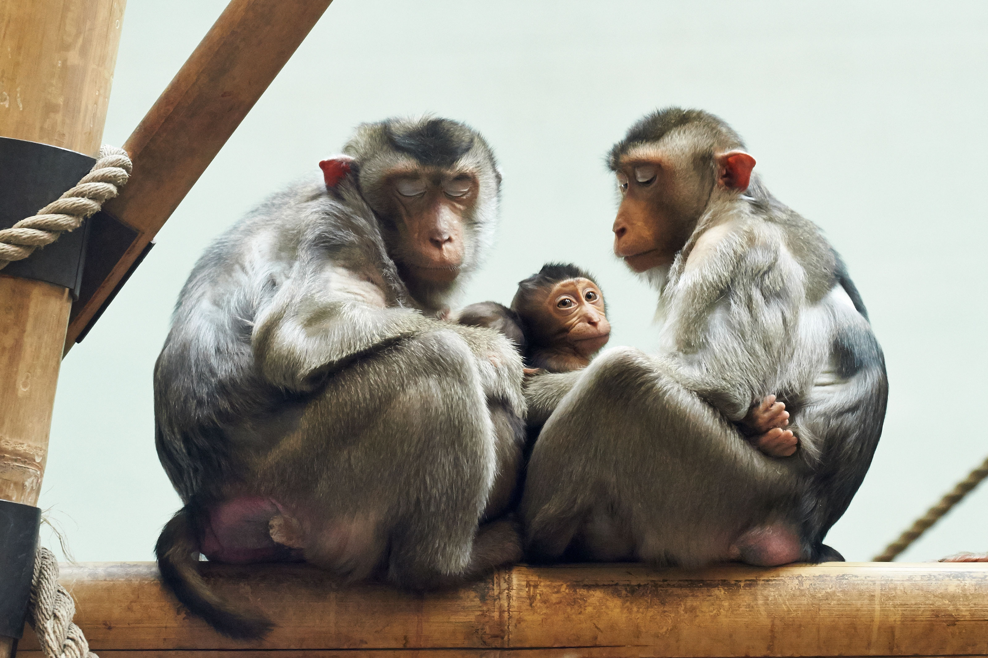 Svinehaleaber makaker med unge i Odense ZOO.jpg