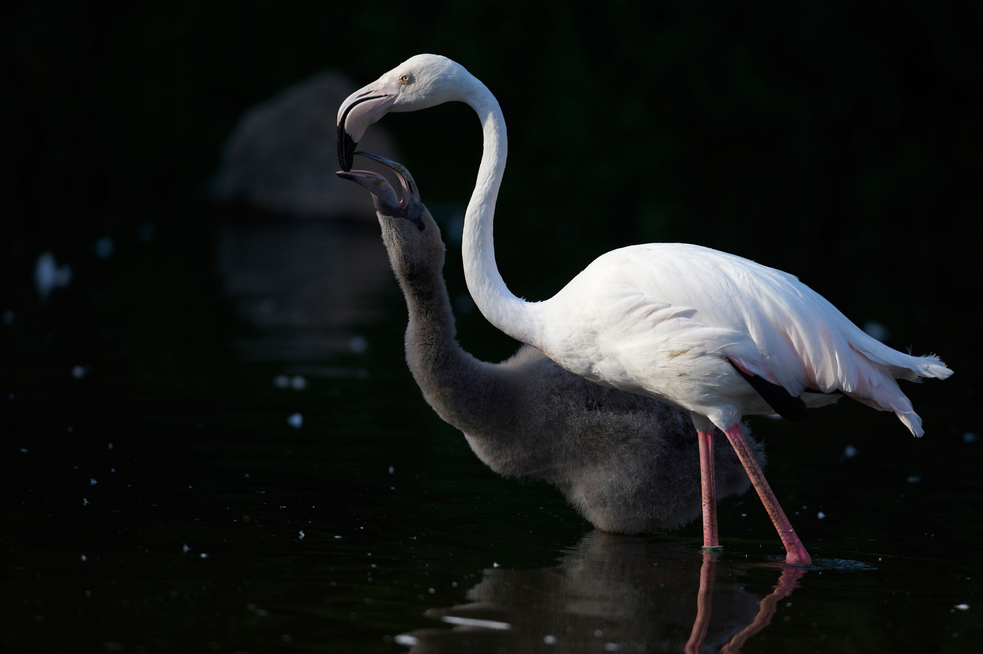 Flamingo giver sin unge mad i Odense ZOO