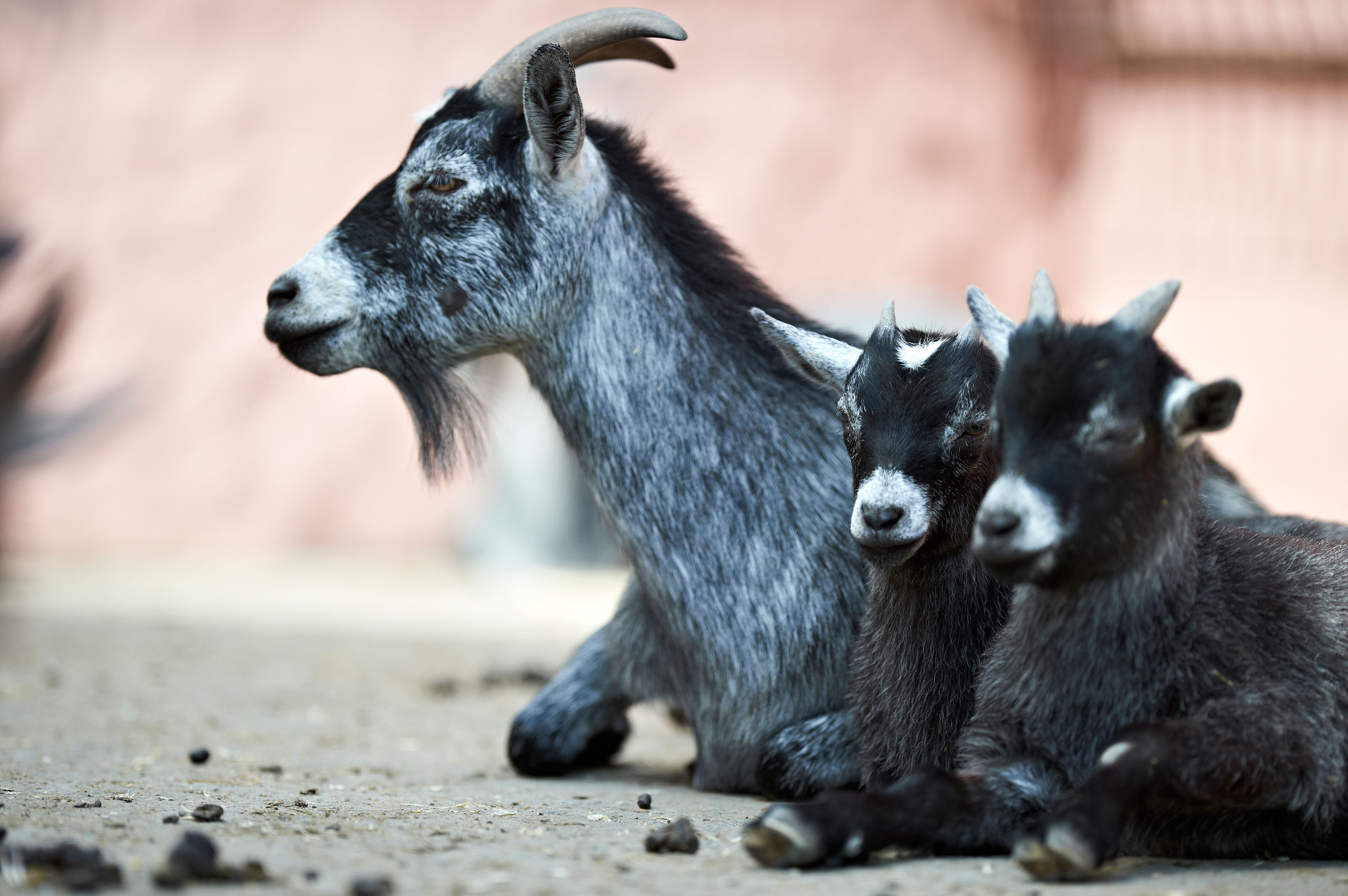 Dværgged med to kid i Odense ZOO
