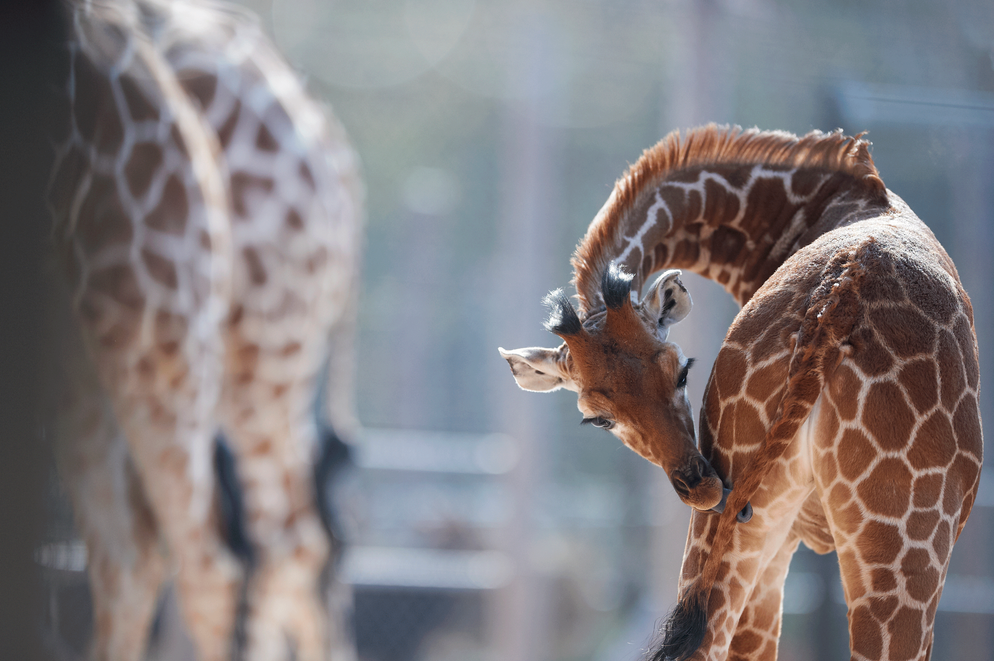 Girafunge i Odense ZOO i færd med at rense sin hale