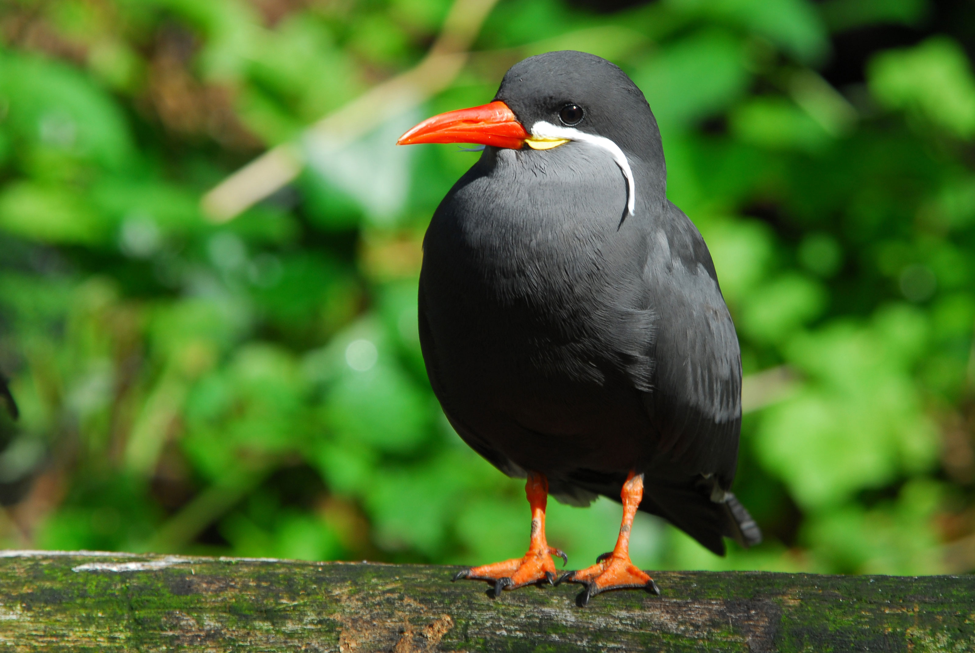 Inkaterne i Odense ZOO