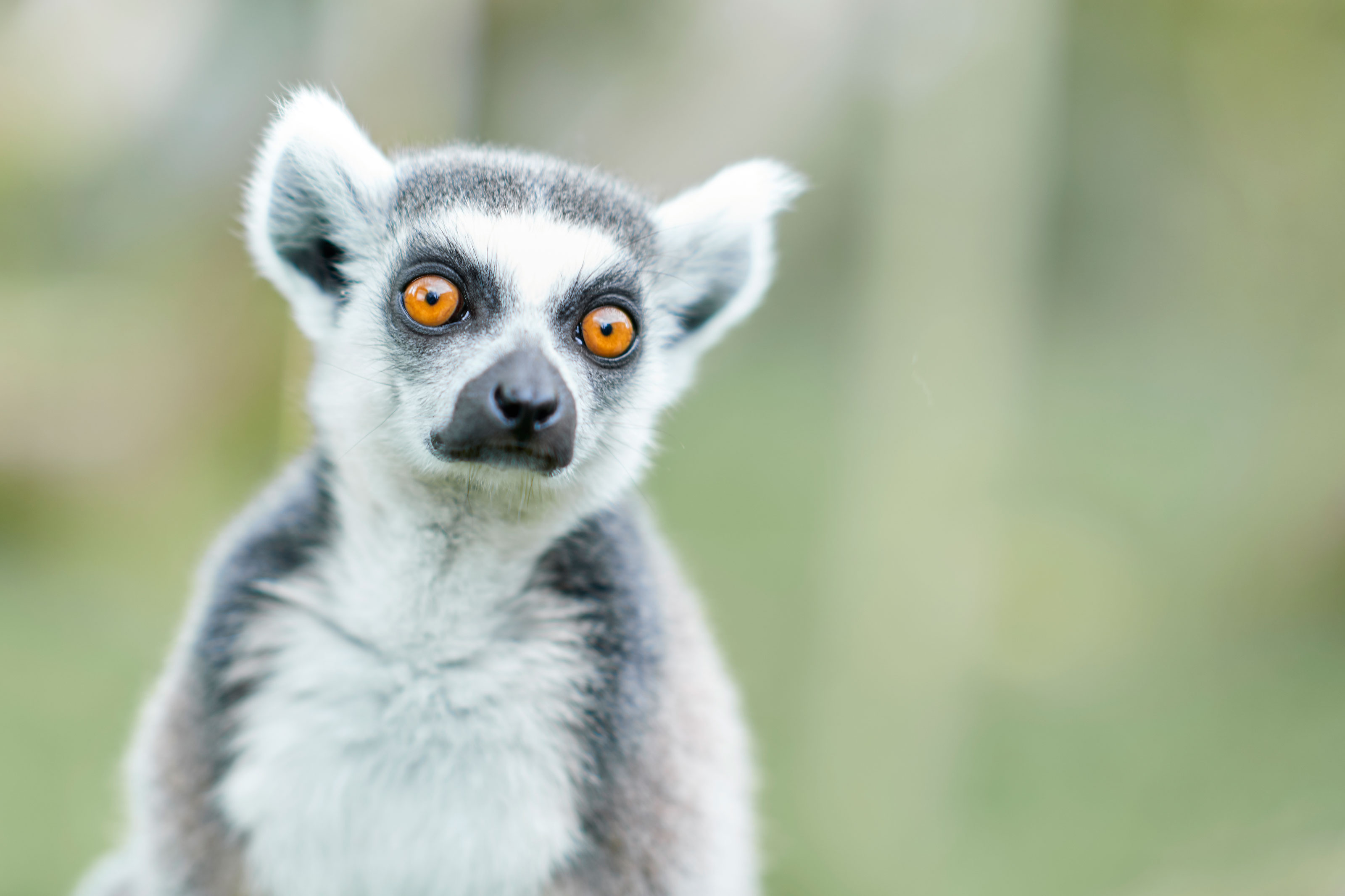 Close up af katta lemur i Odense ZOO tværformat