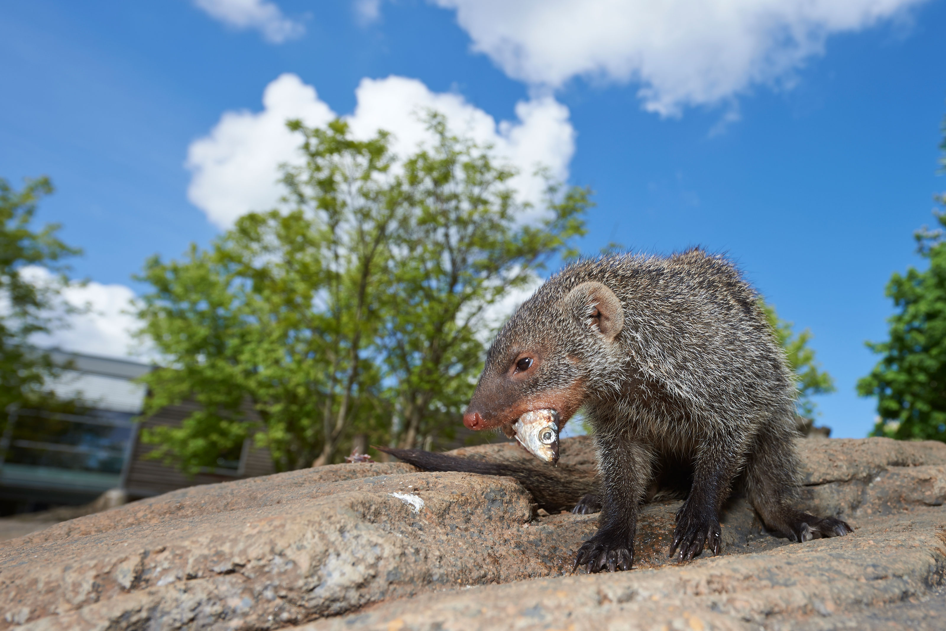 Zebramangust med fisk i munden i Odense ZOO