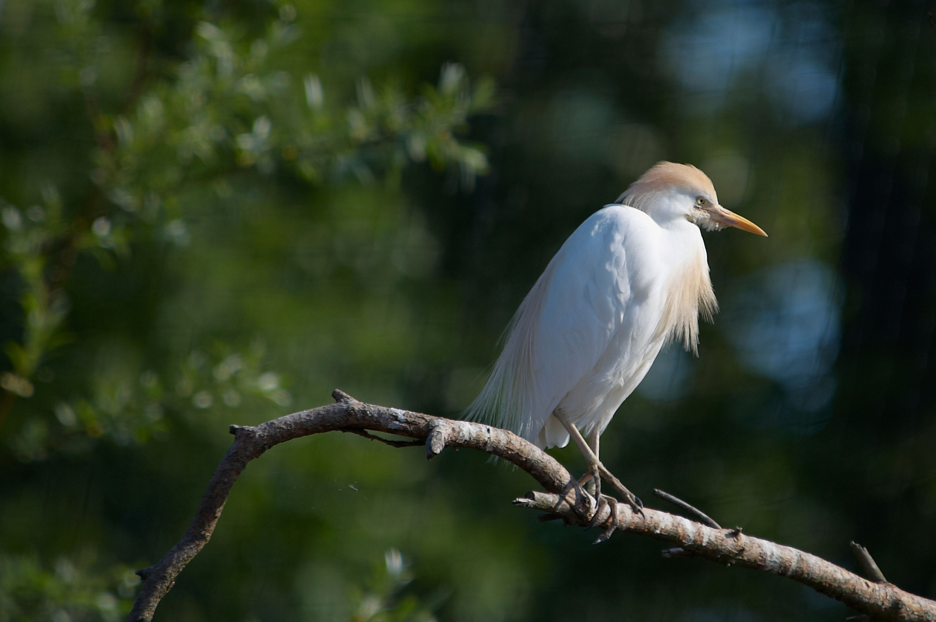 Kohejre i Odense ZOO