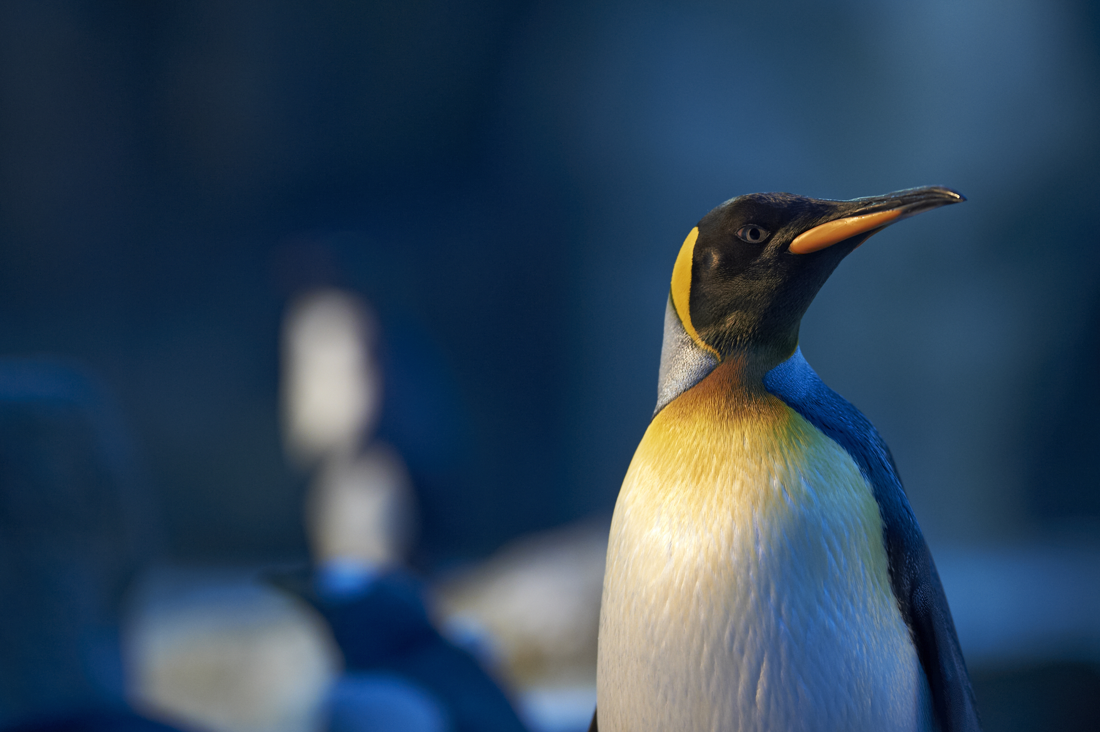 Kongepingvin i Odense ZOO