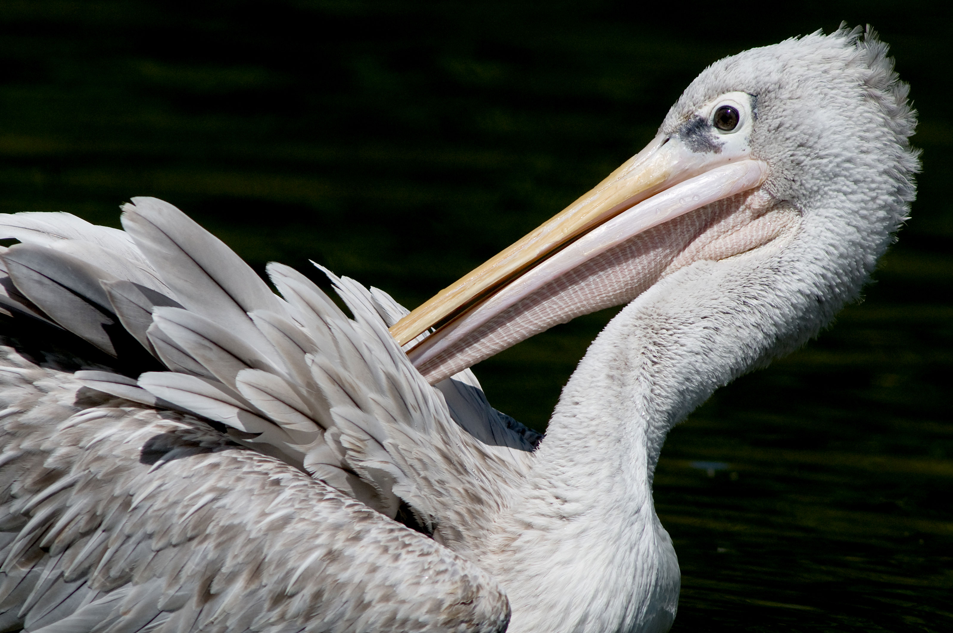 Close up af pelikan i Odense ZOO