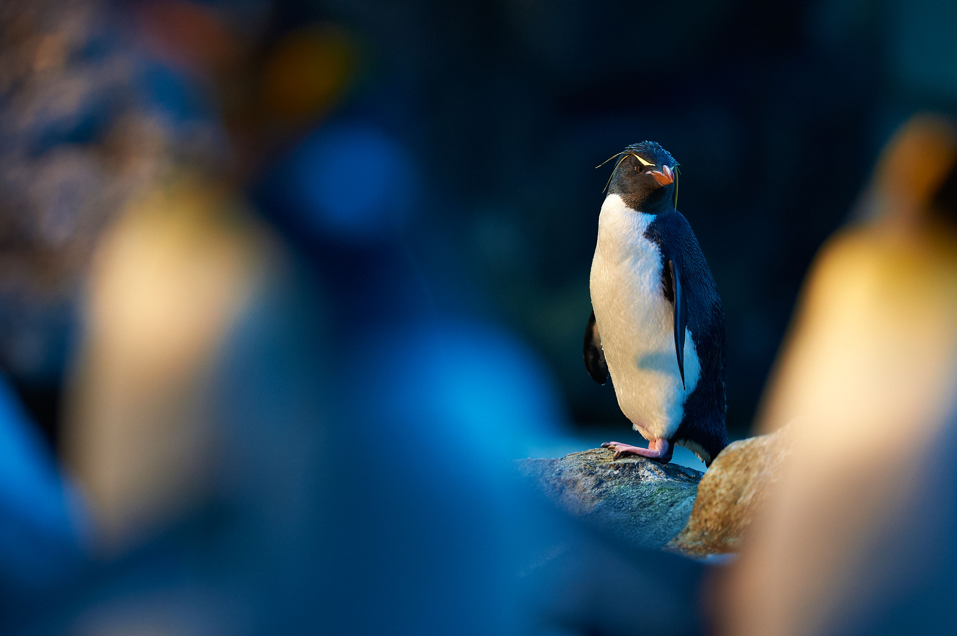 Springpingvin i Odense ZOO