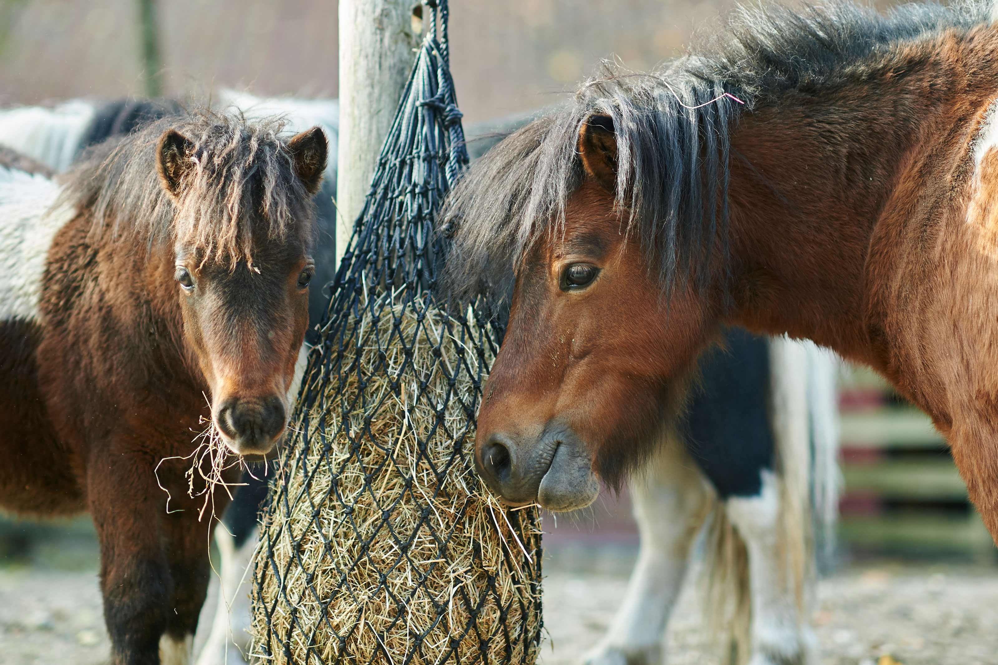 Pony spiser hø i Odense ZOO
