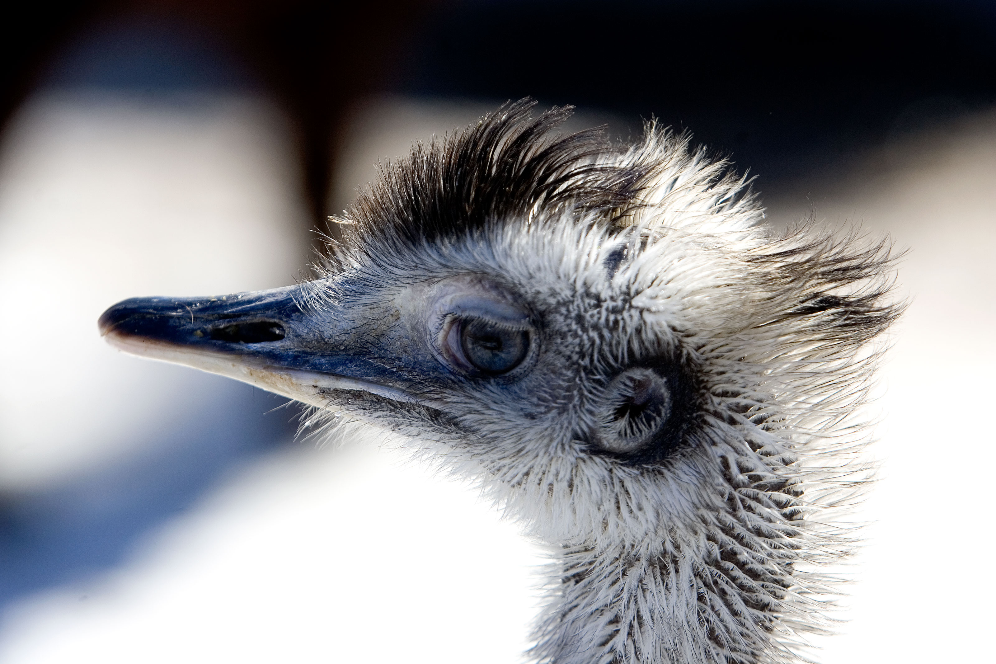 Nandu i Odense ZOO
