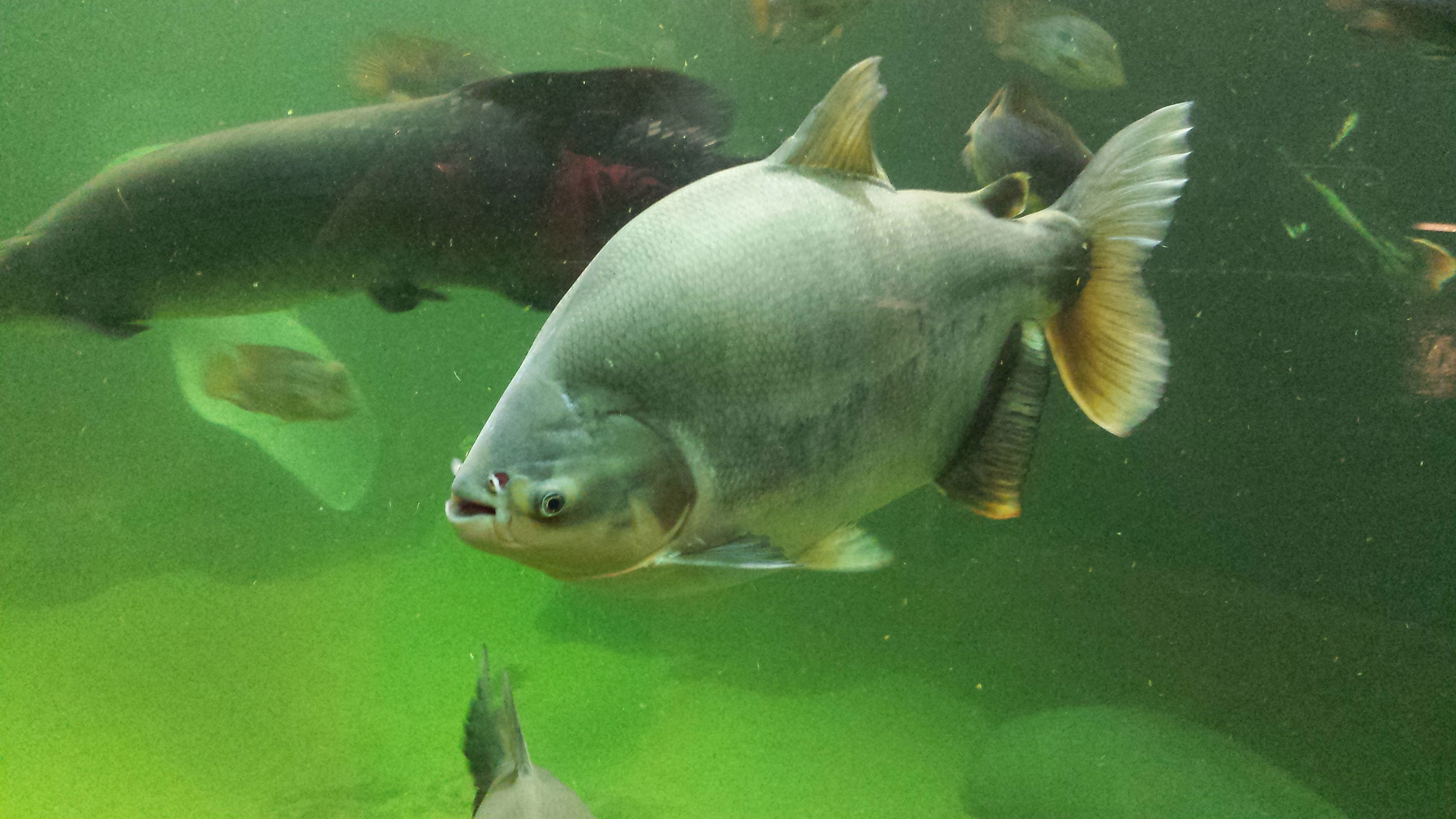 Pacu i Odense ZOO
