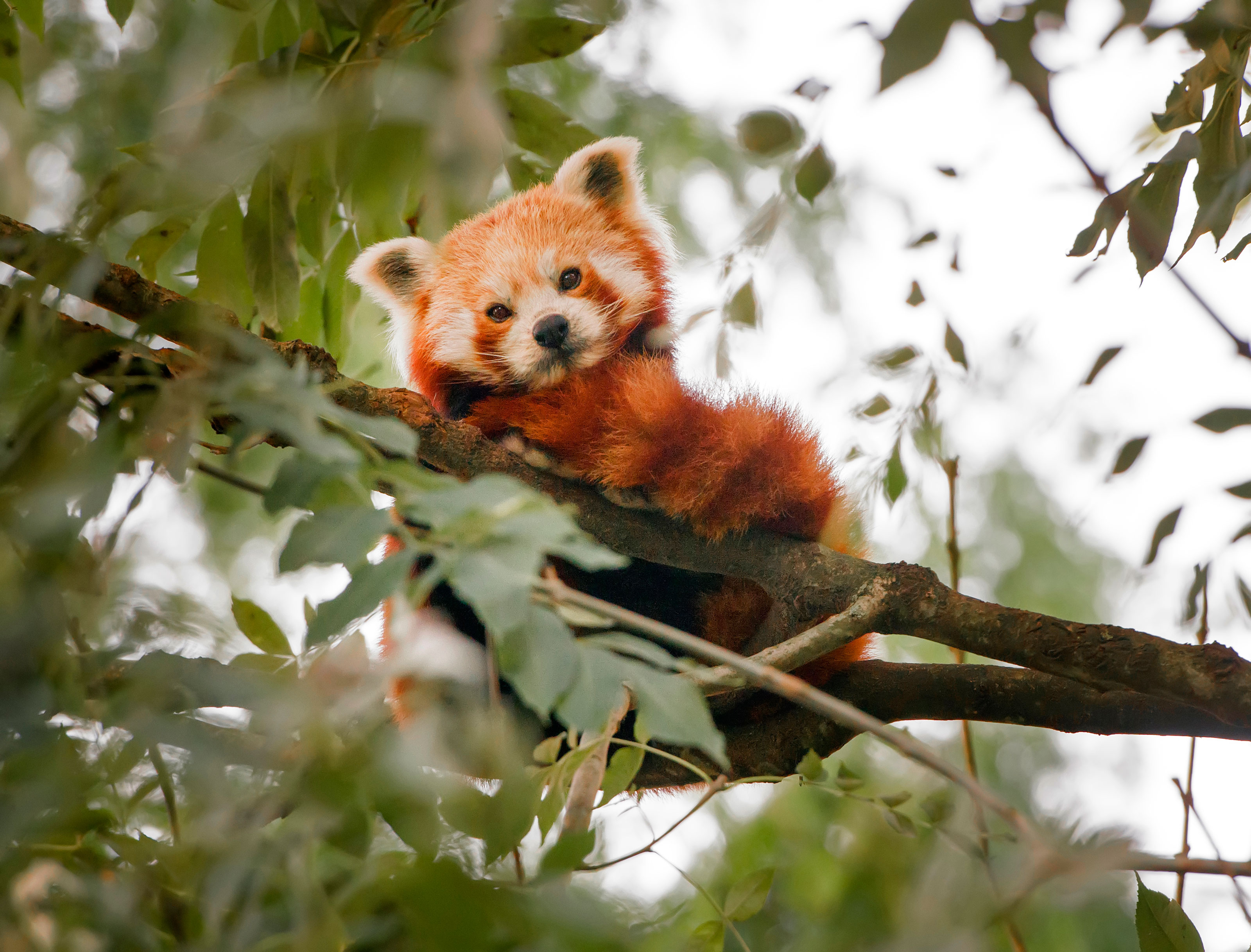 Rød panda i grønne Odense ZOO