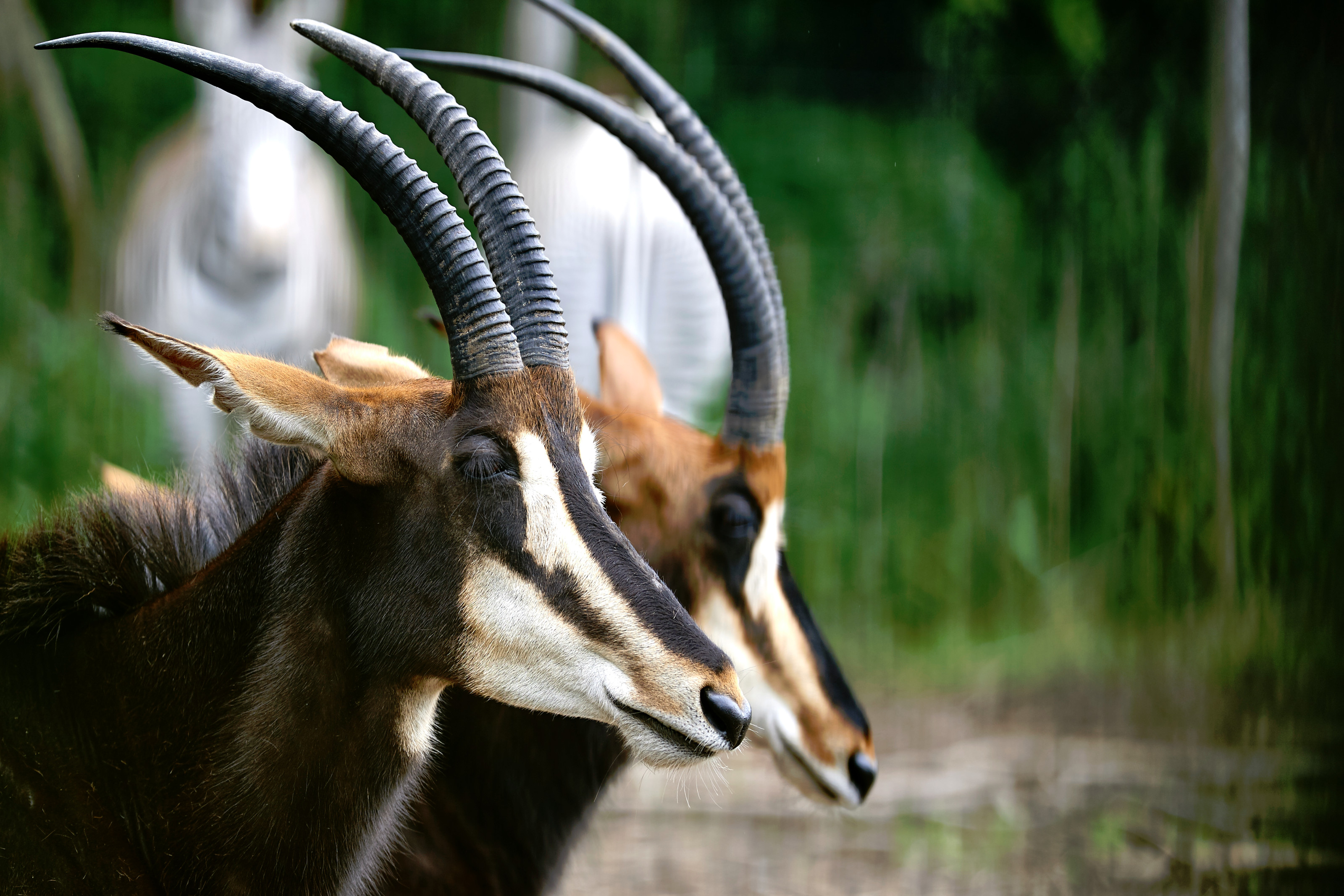 Sabelantiloper i Odense ZOO