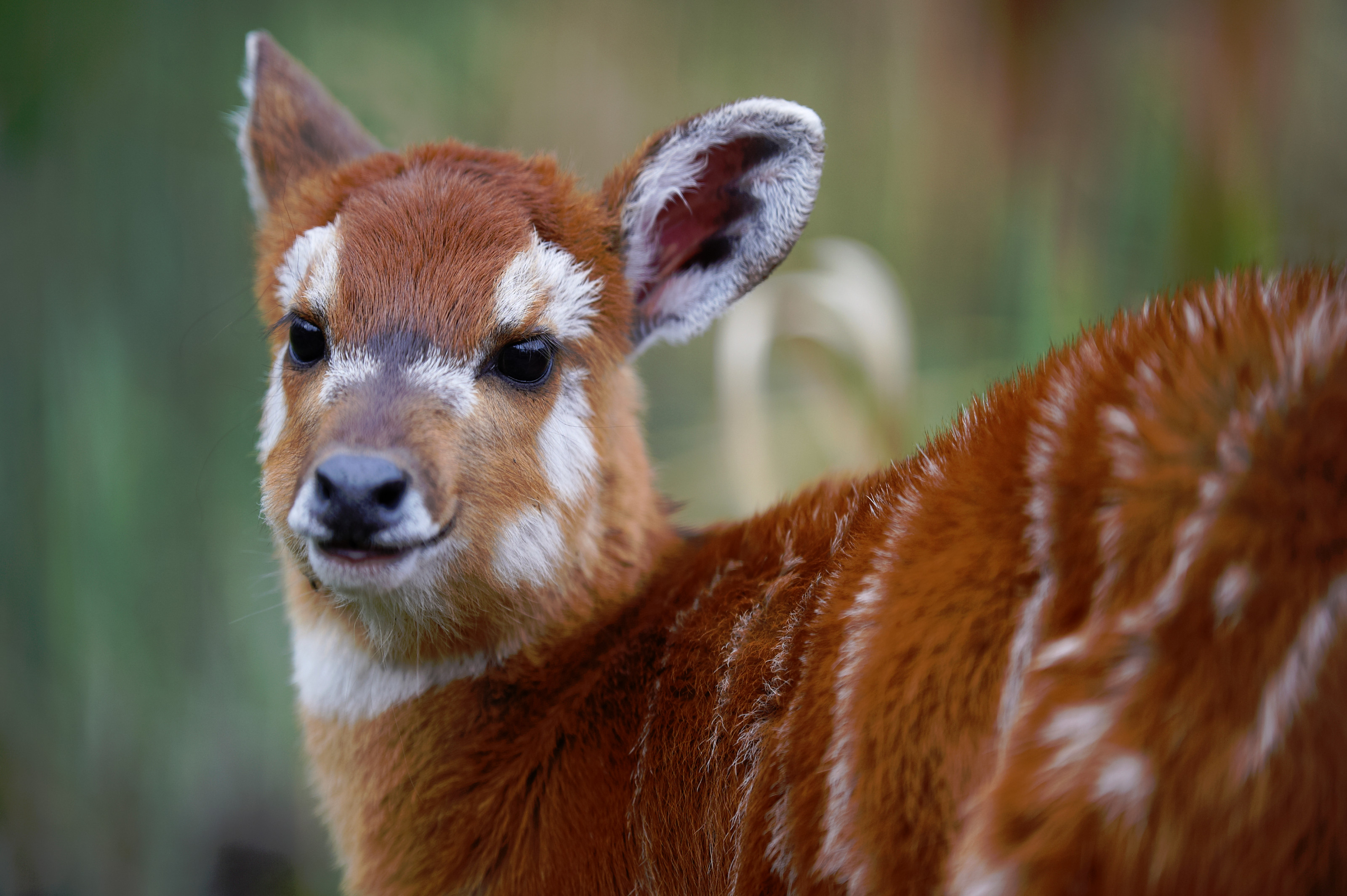 Sitatunga i Odense ZOO