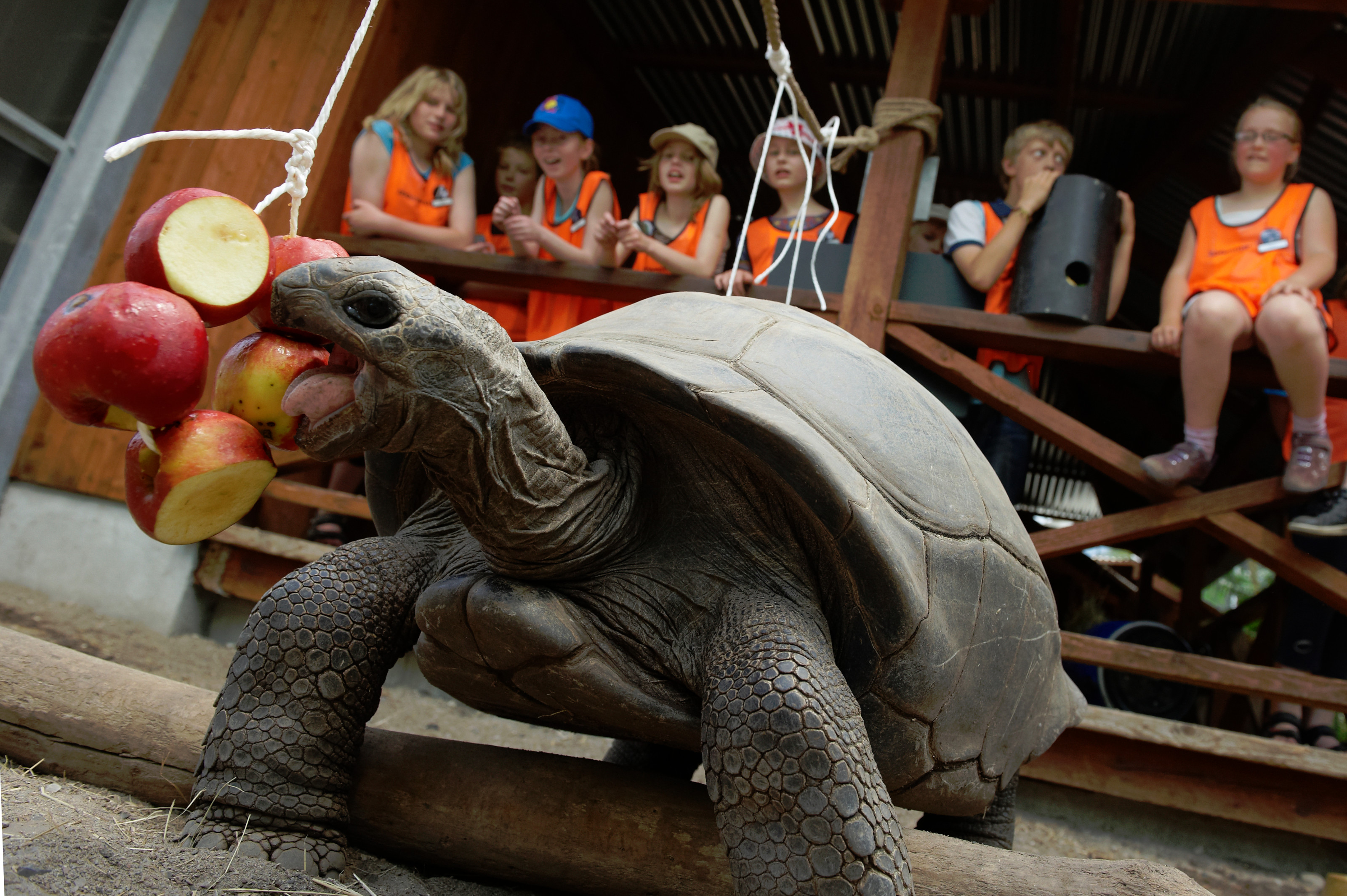 Aldabra kæmpeskildpadde spiser æbler i Odense ZOO betragtet af elever på ZOOskole ZOOmmerskole