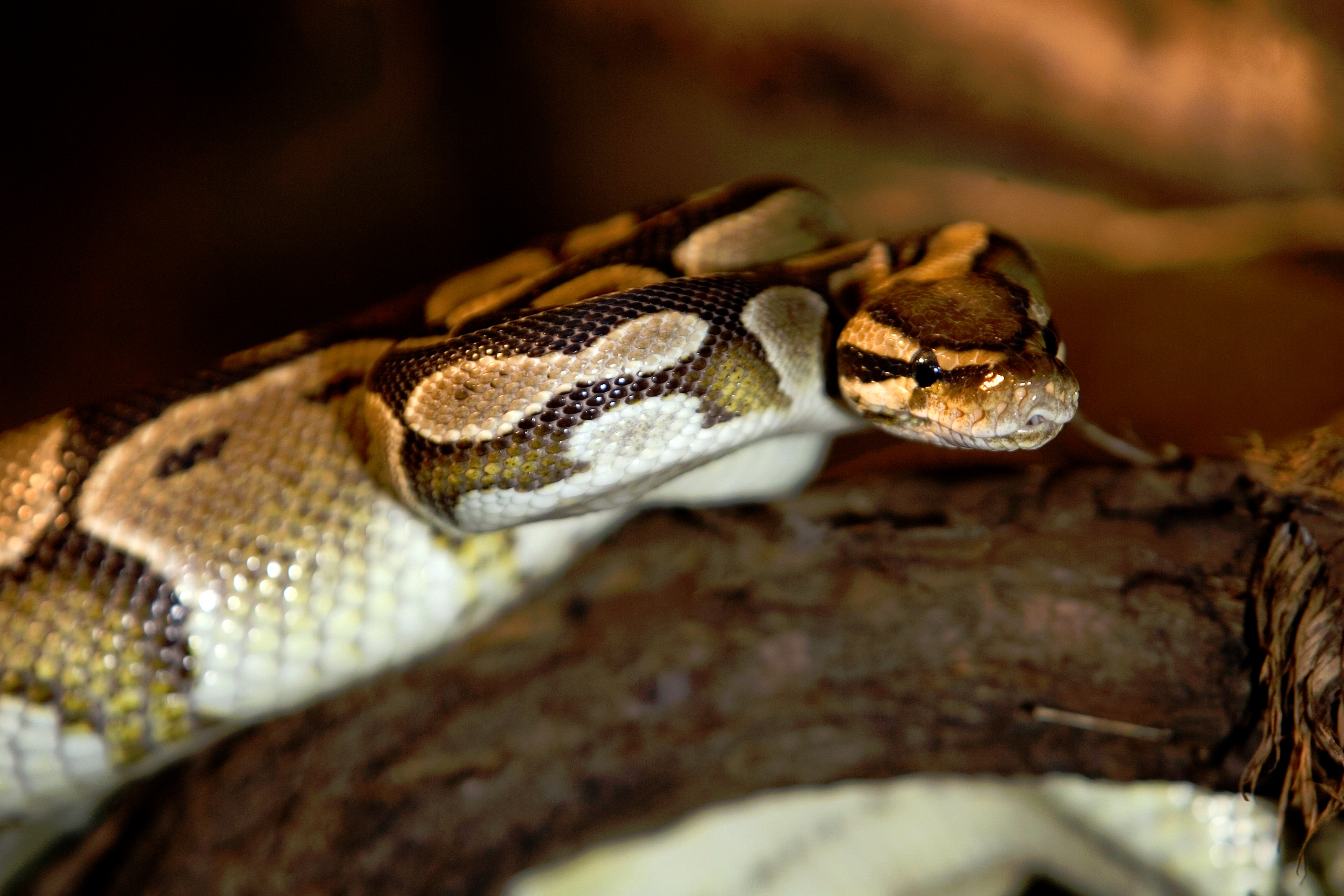 kongepyton i Odense ZOO