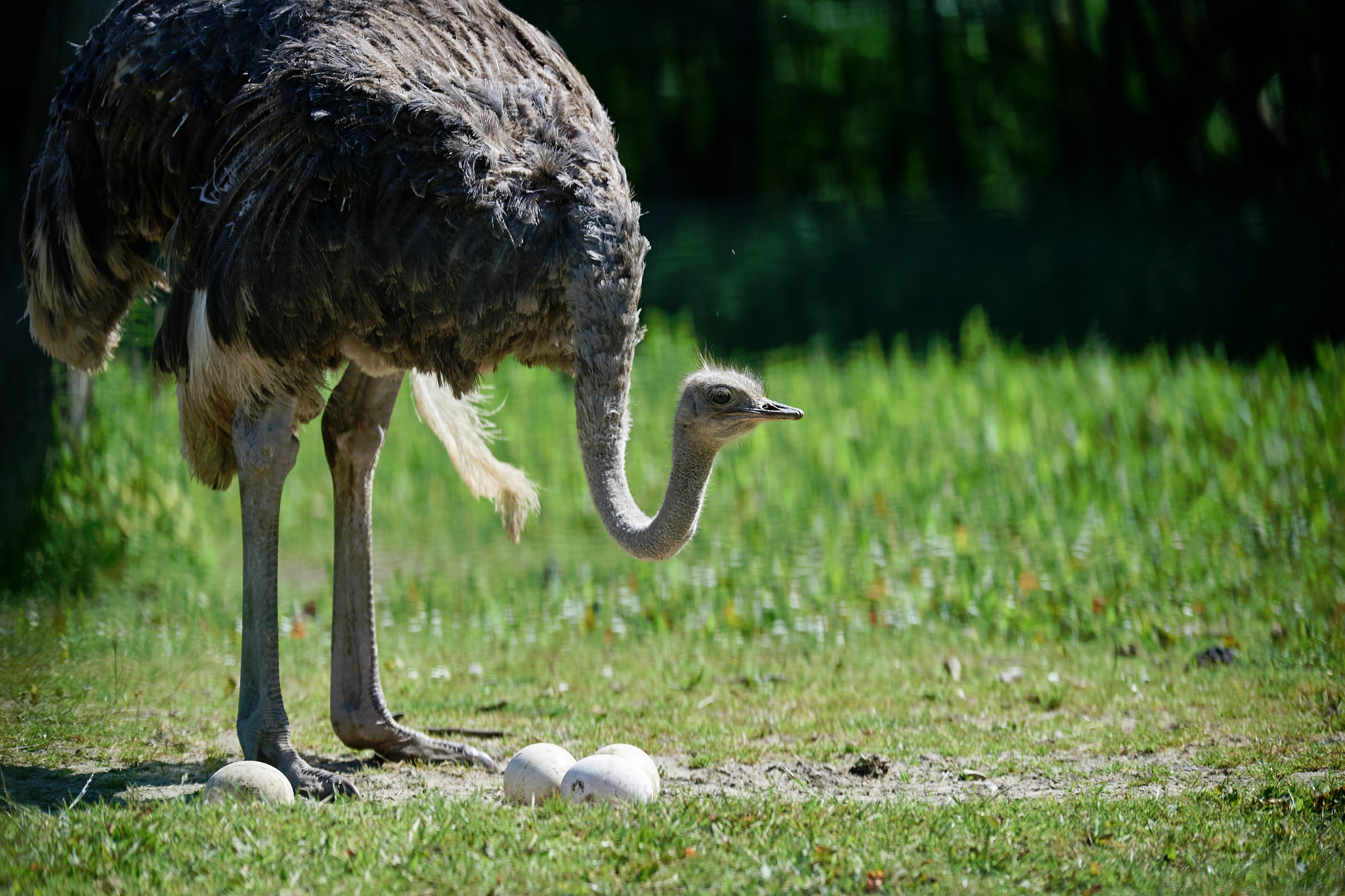 Struds i Odense ZOO