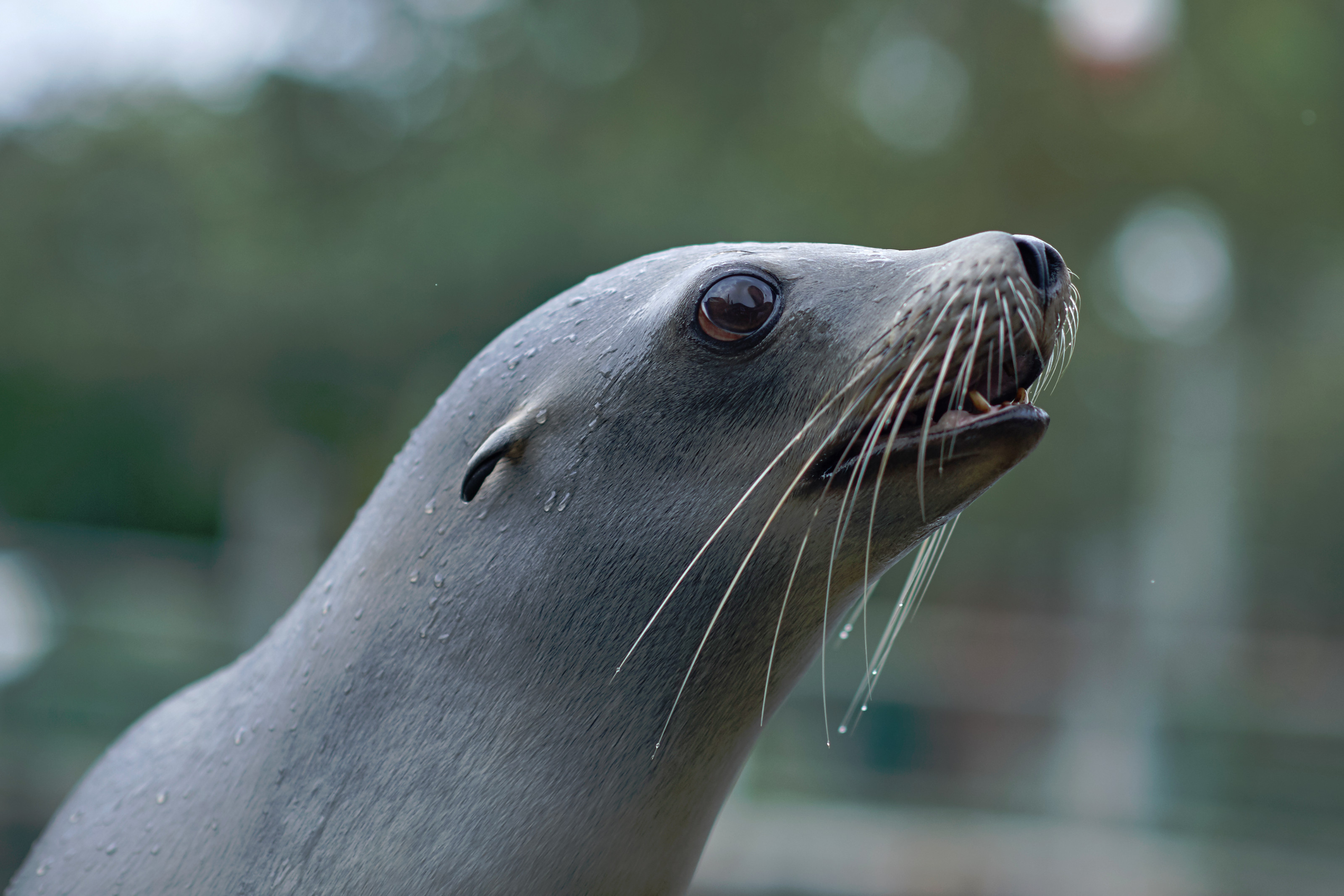 Søløve i Odense ZOO close up tværformat