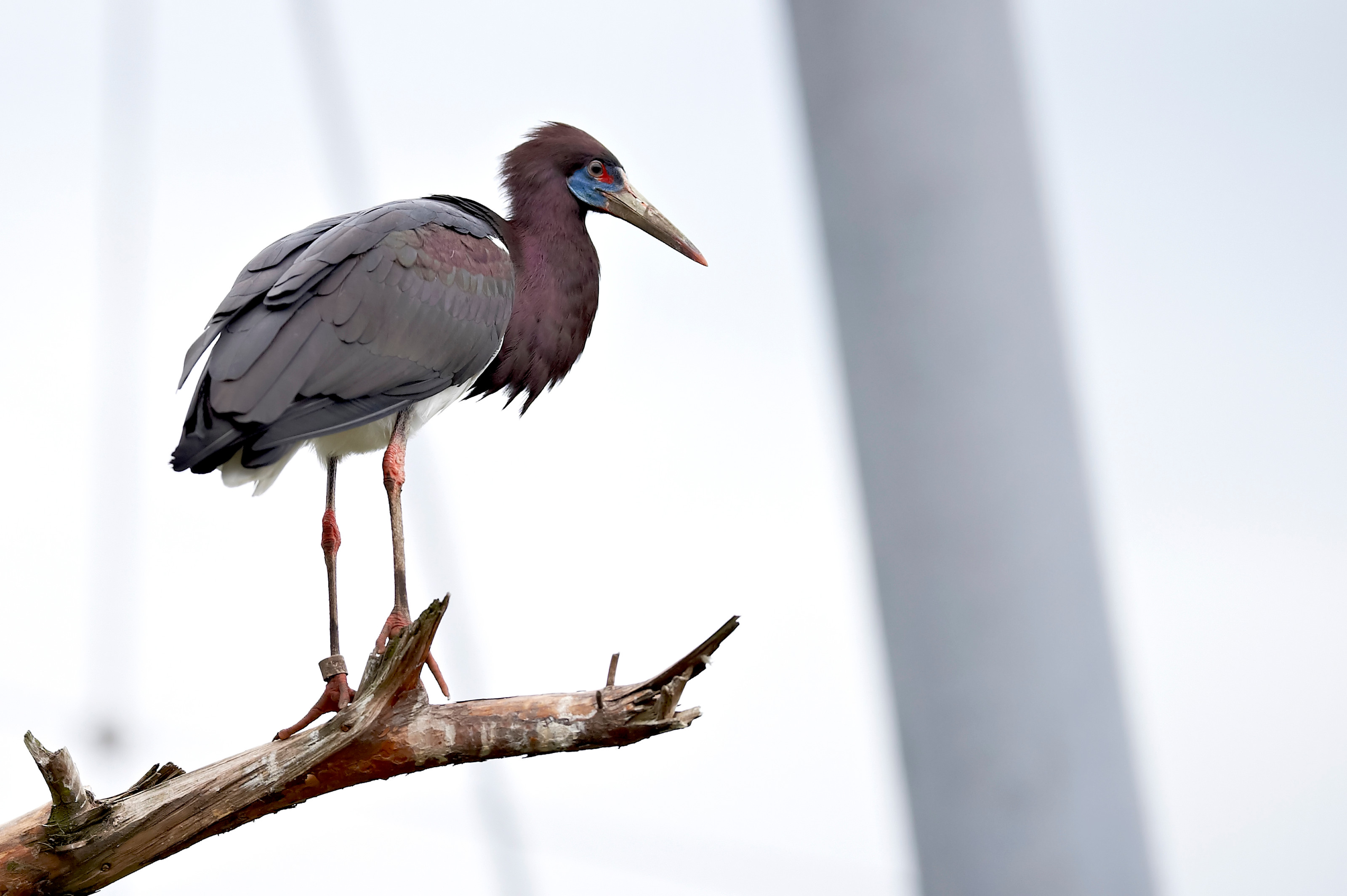 Abdims stork i Odense ZOO