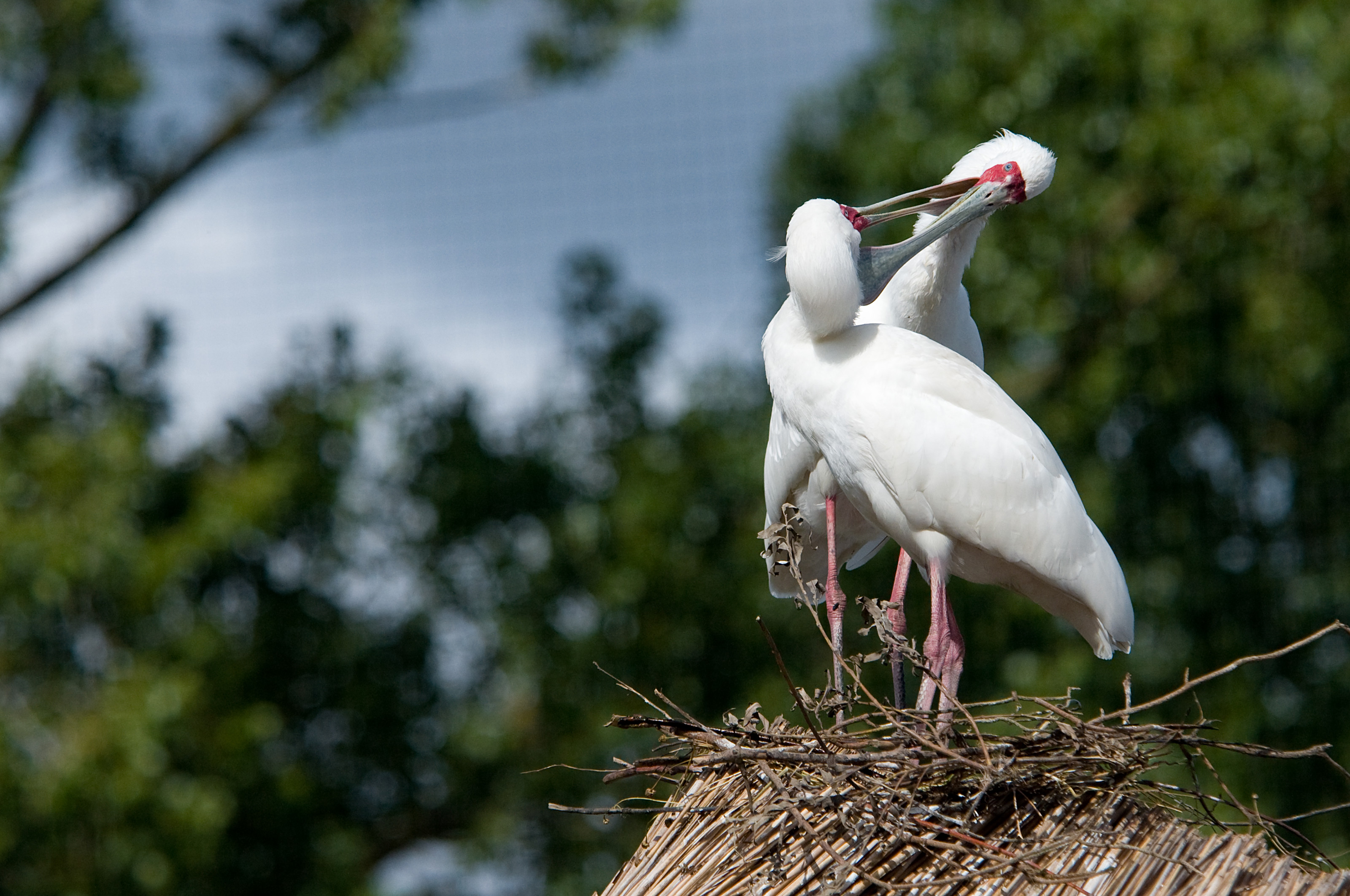 Skestork i rede i Odense ZOO