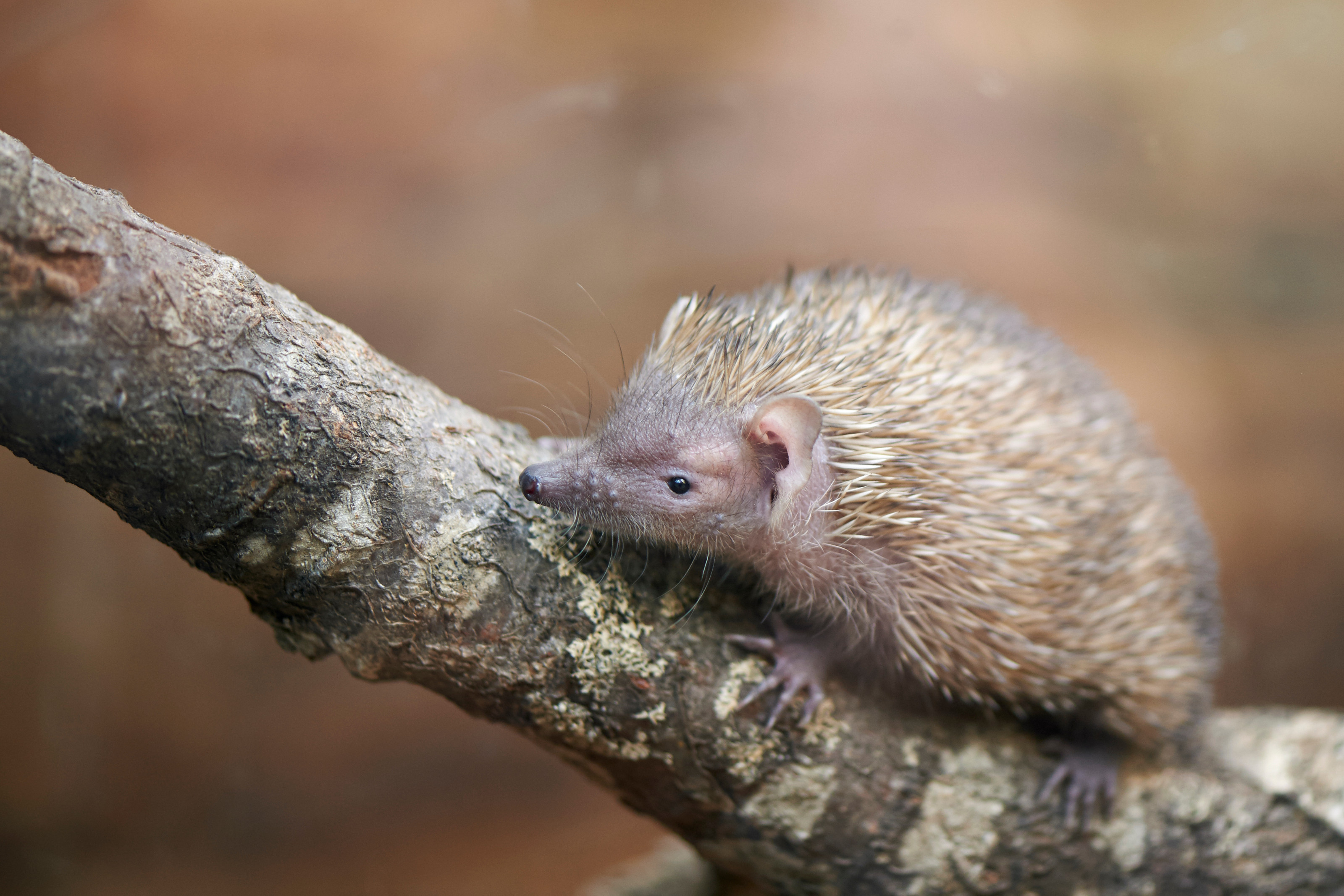 Tenrek i Odense ZOO