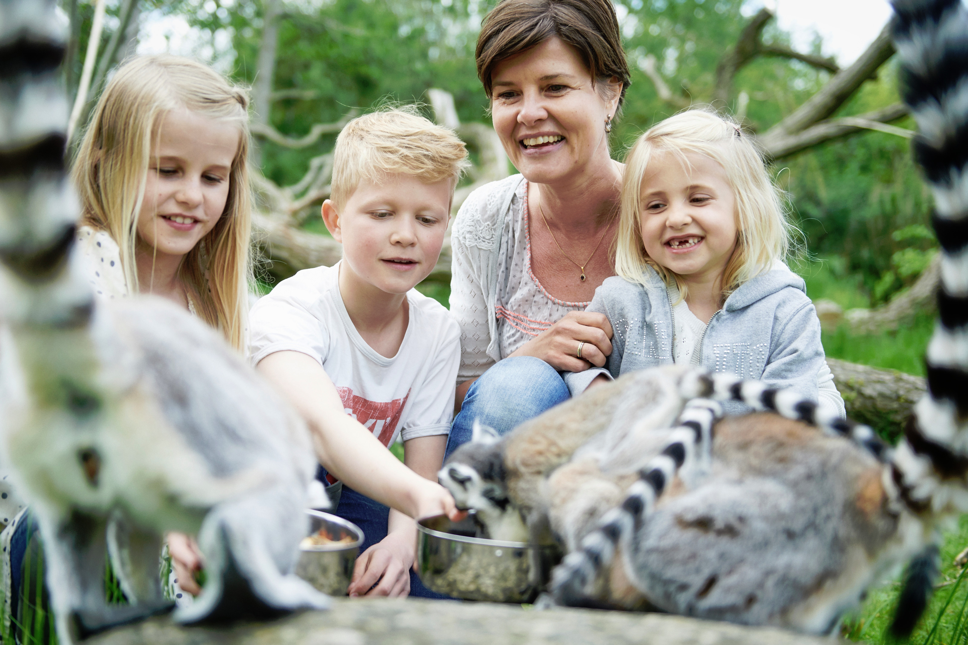 Tæt på lemurer i Odense ZOO for hele familien