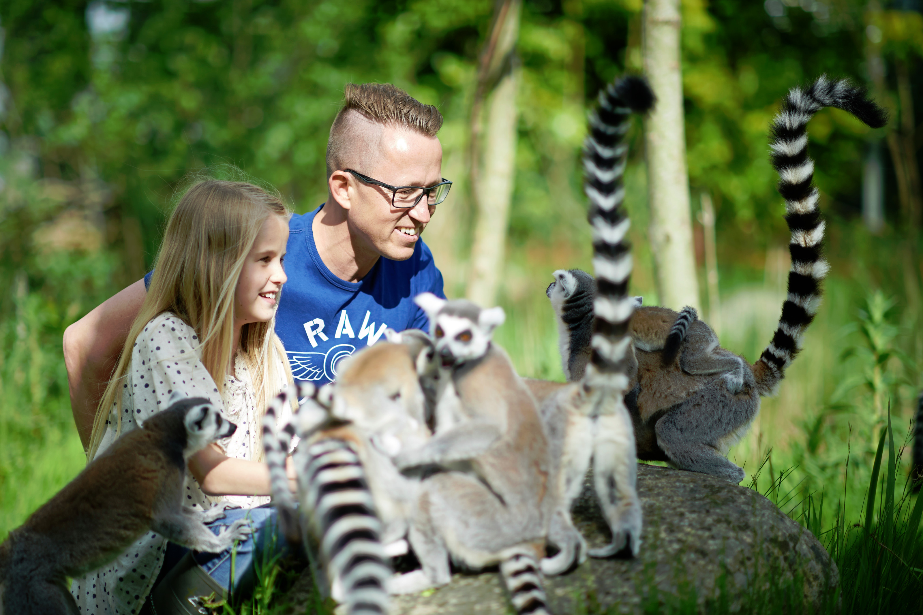 Tæt på lemurer i Odense ZOO far og datter