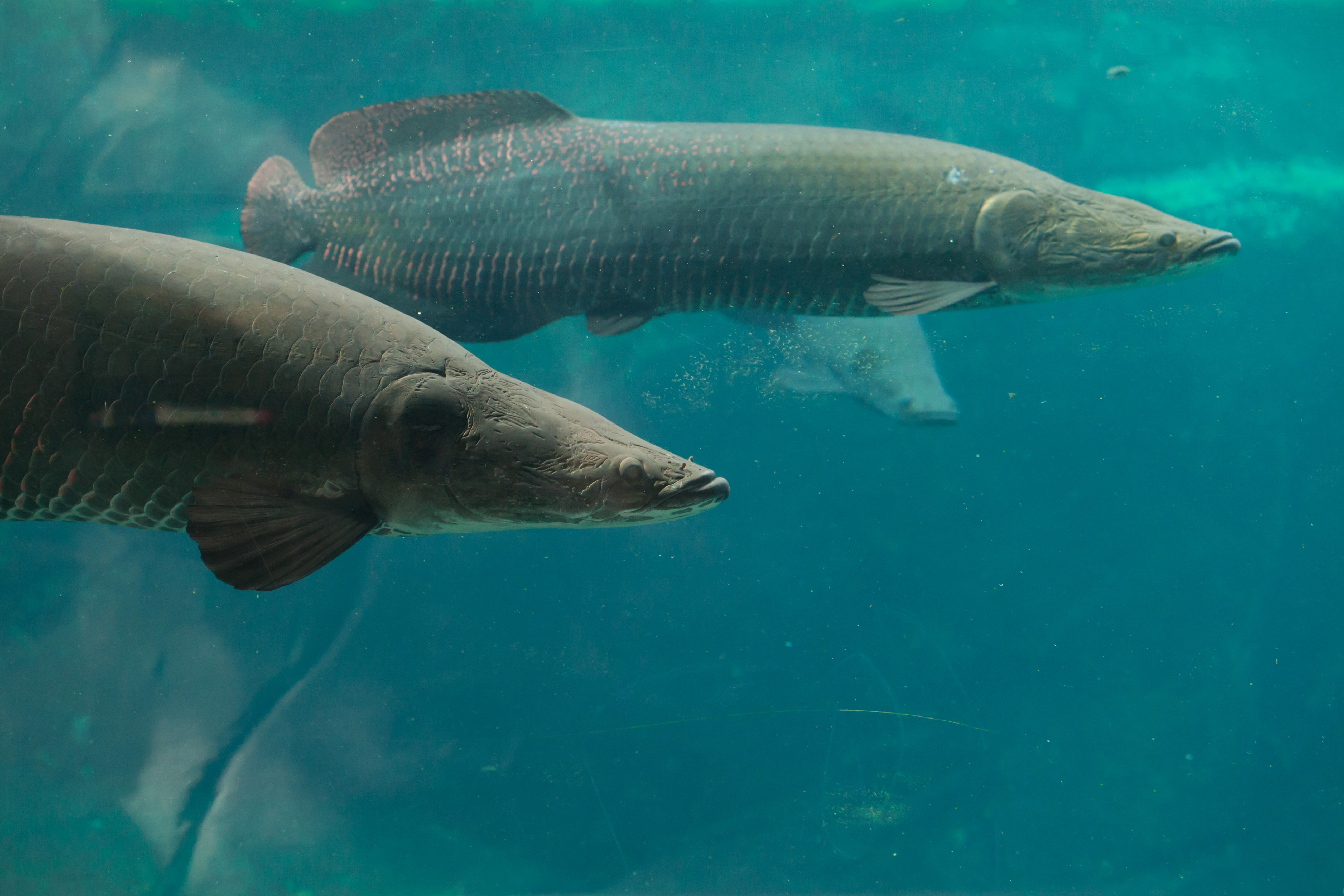 Arapaima i Odense ZOO