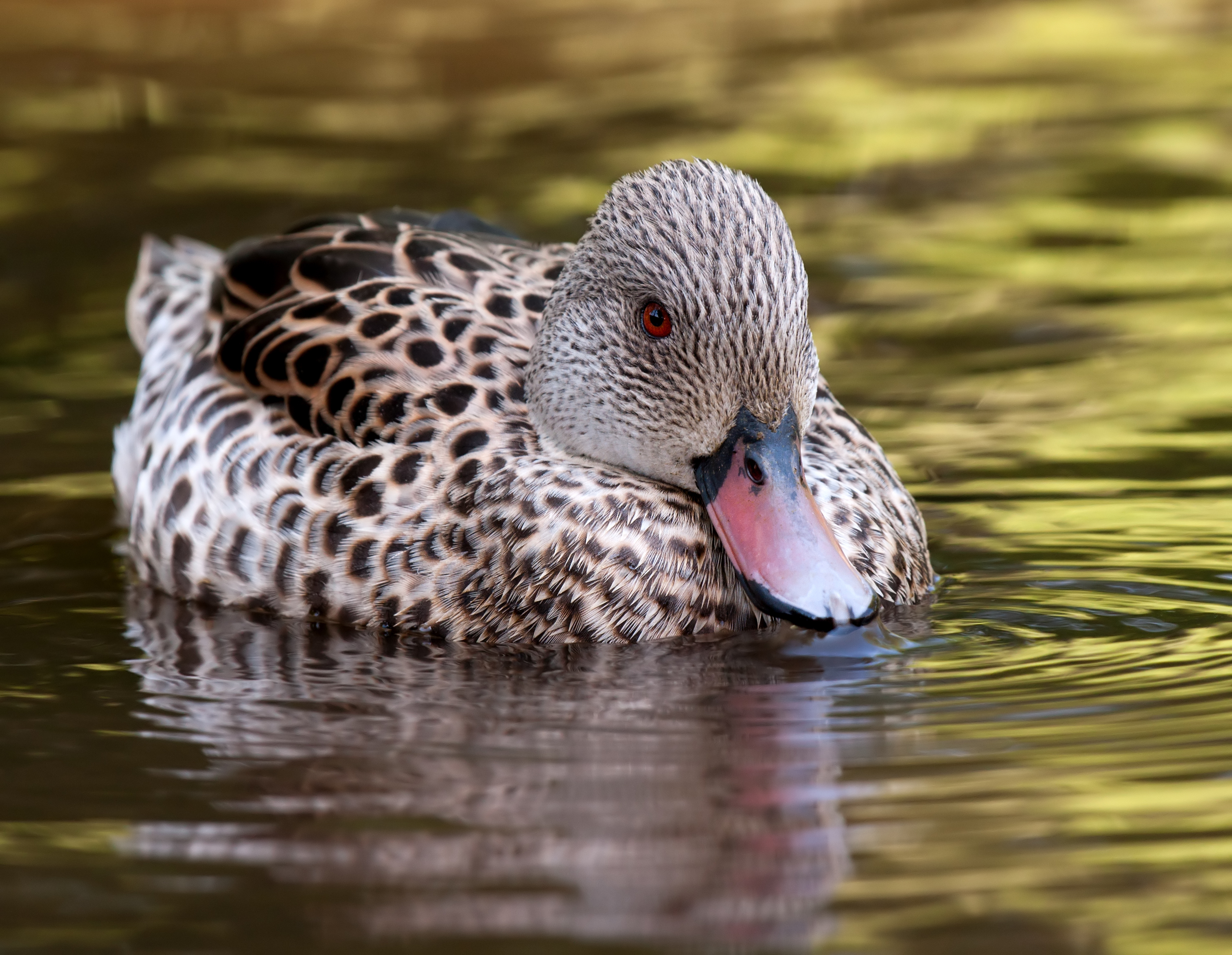 Kapand i Odense ZOO