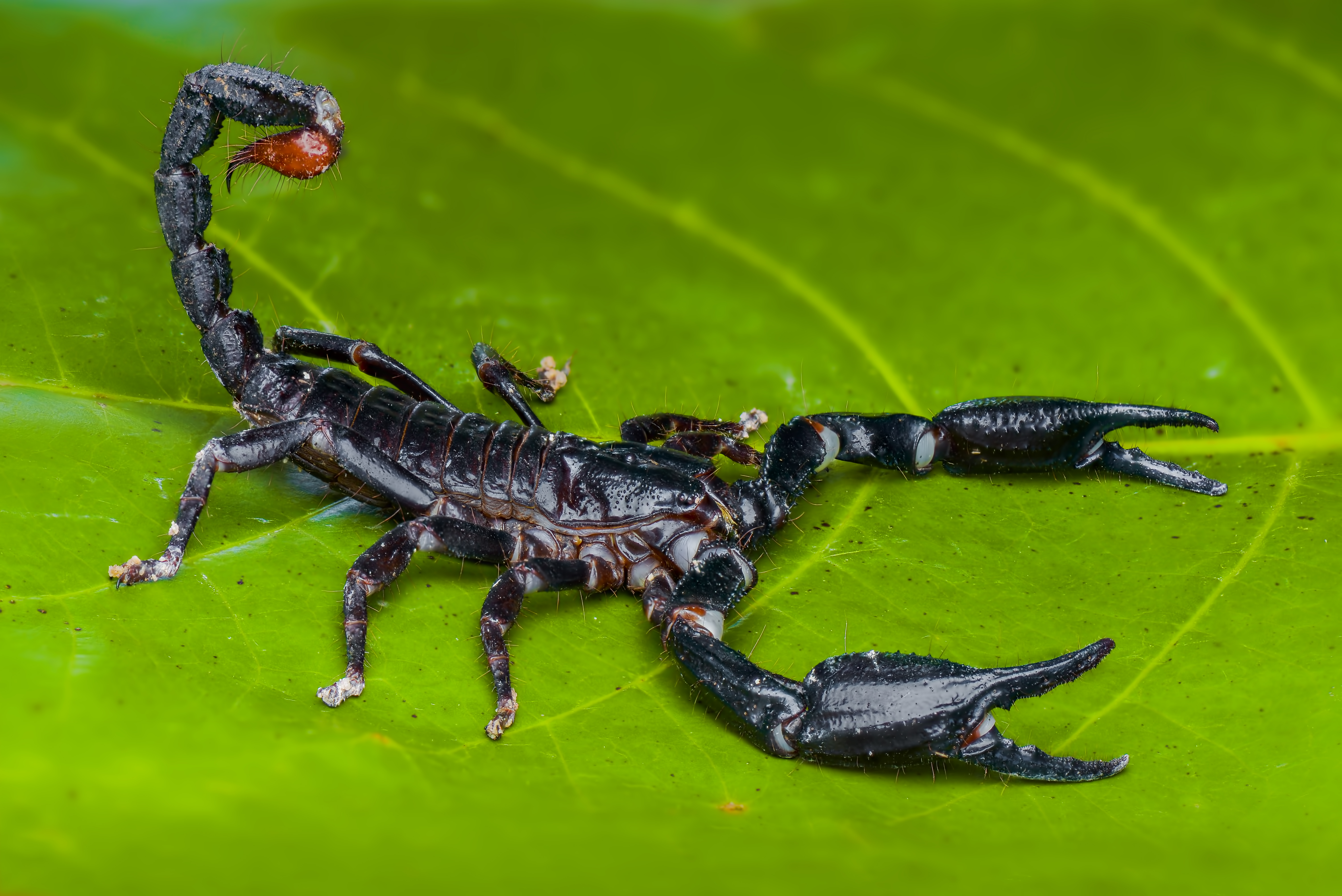 Kejserskorpion, Istock