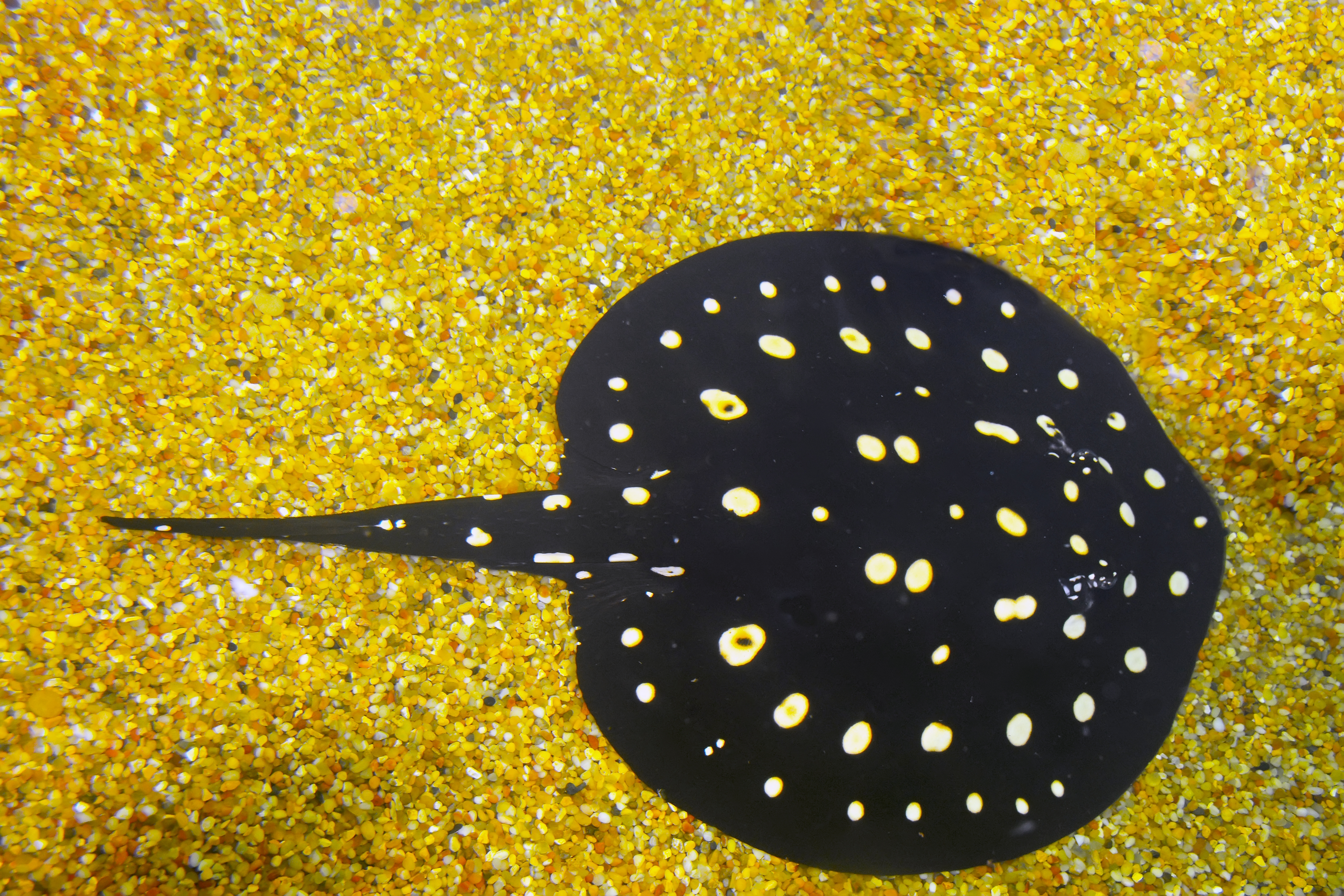 Pilrokke Xingu River Ray i Odense ZOO