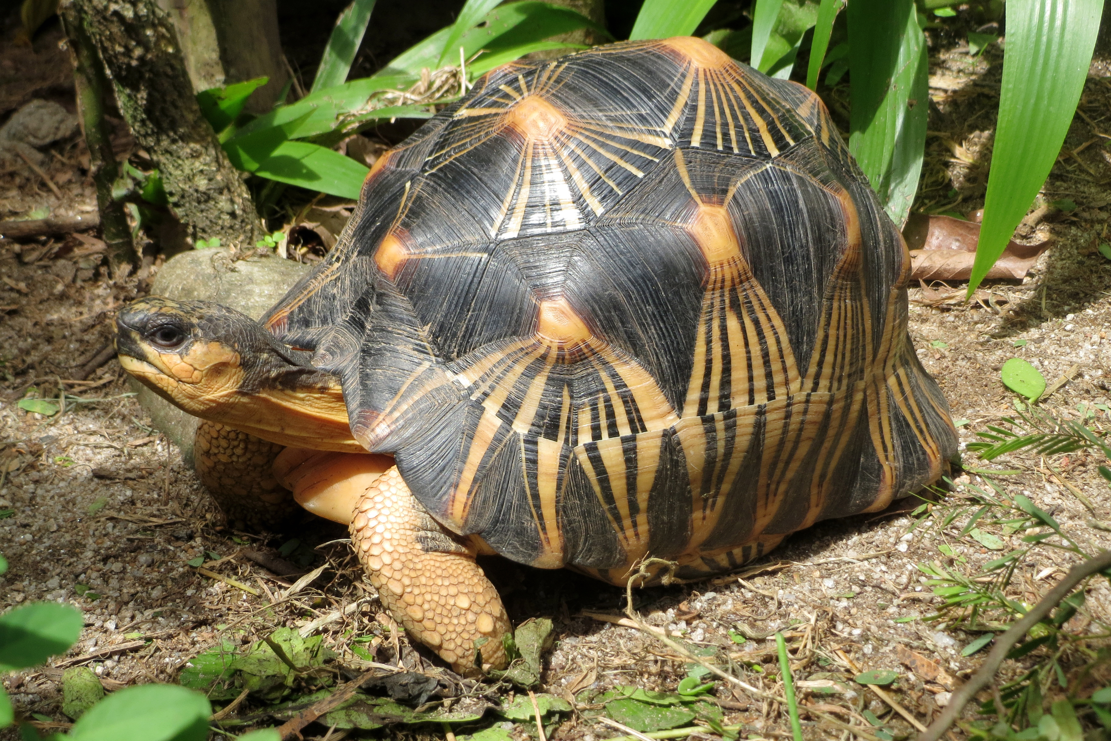 Stråleskildpadde i Odense ZOO