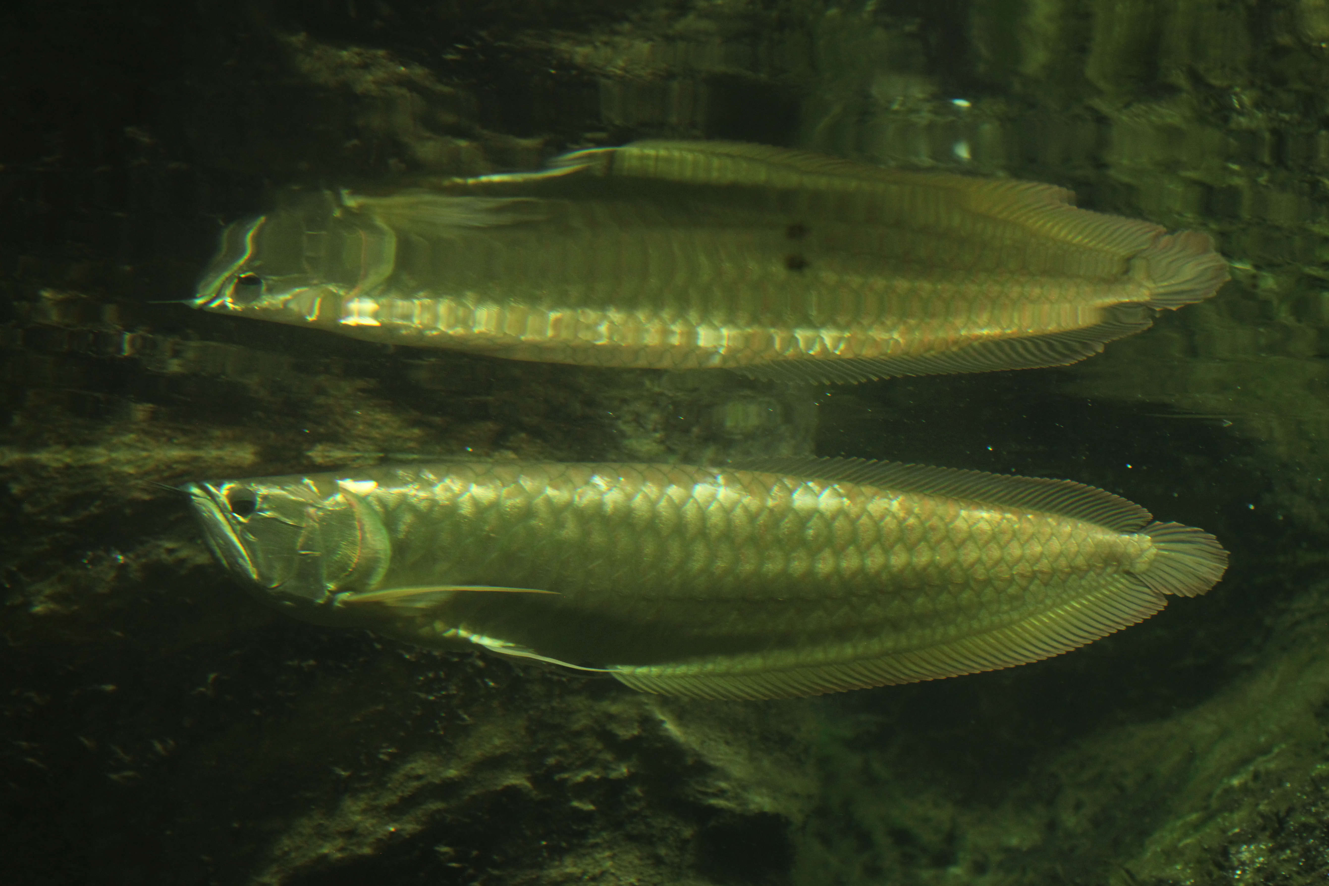 Silver Arowana i Odense ZOO