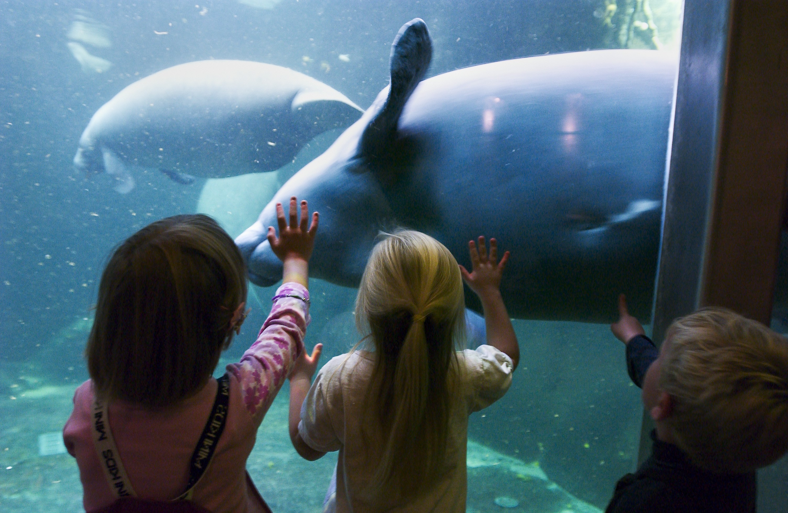 Børn kigger på søko søkøer i Odense ZOO