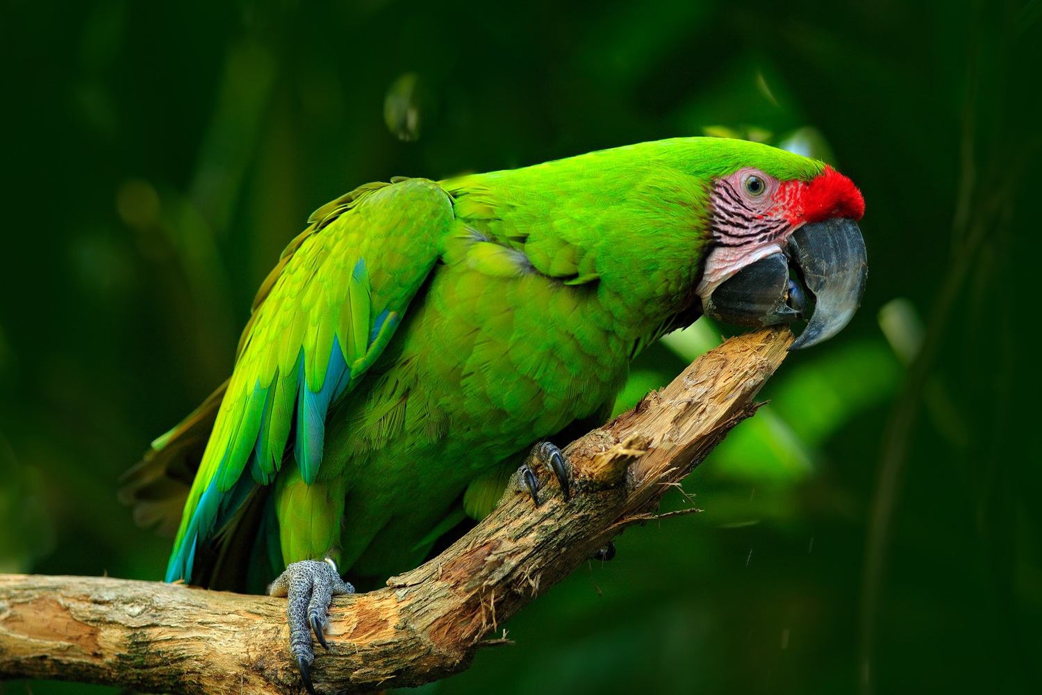 Web Soldaterara Shutterstock 516954958