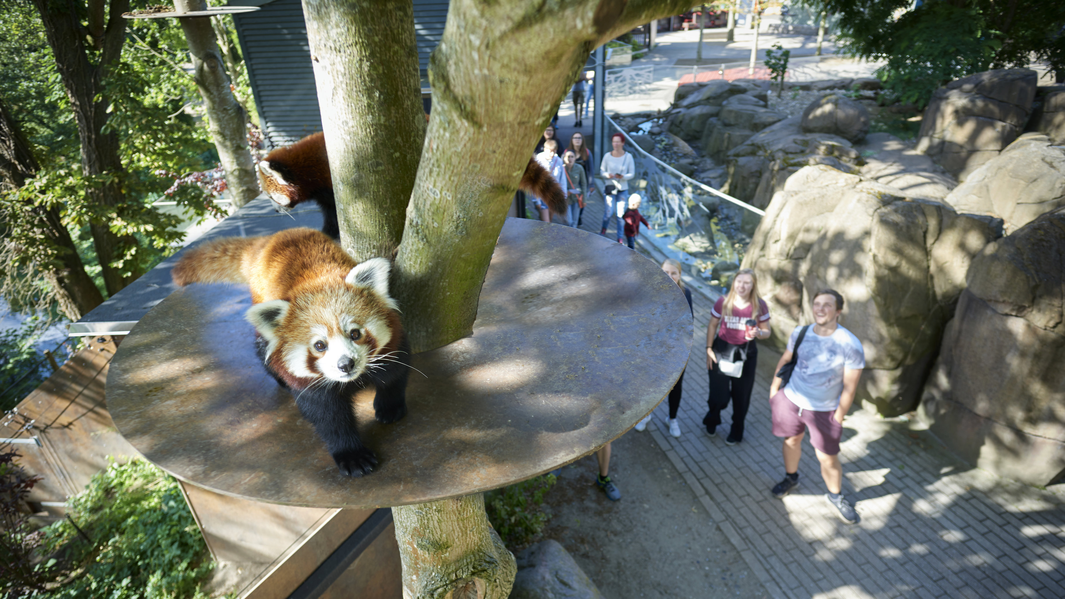 Gæster kigger på rød panda i Odense ZOO