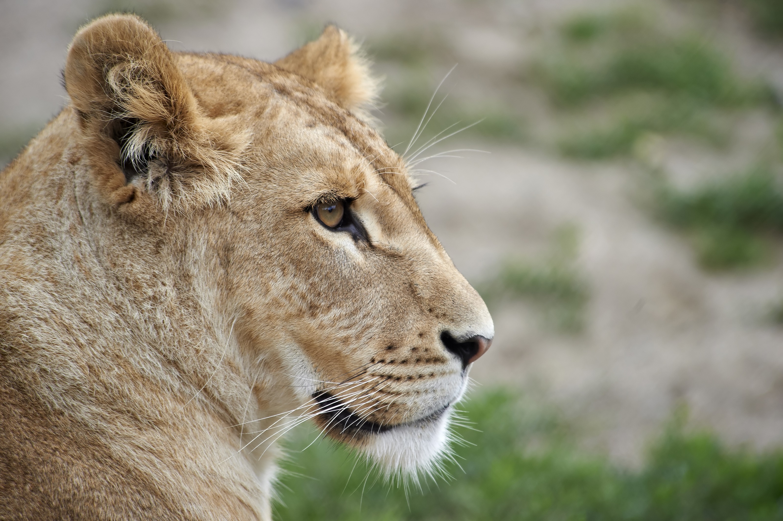 Hunløve i Odense ZOO