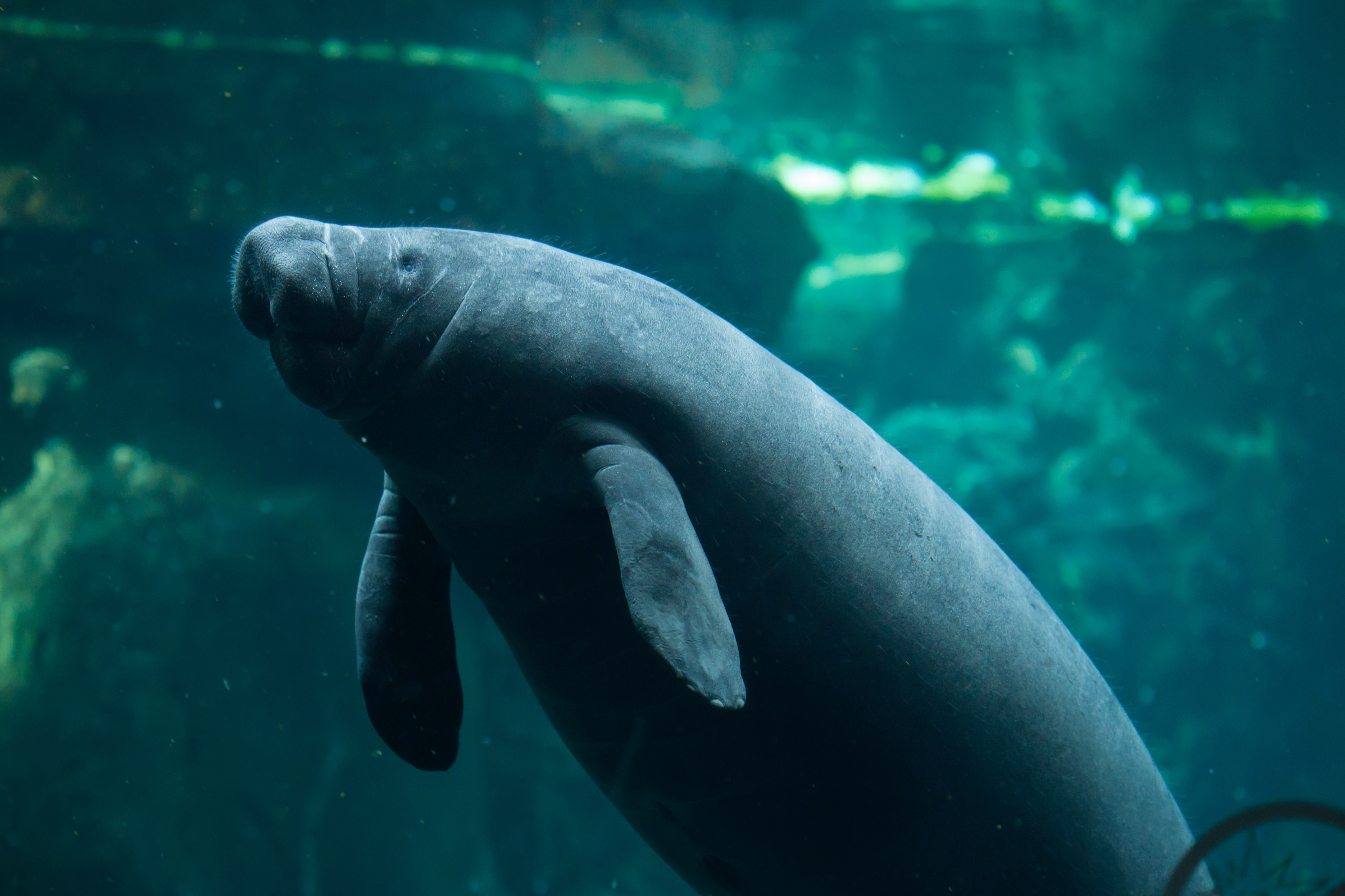 Søko i Odense ZOO