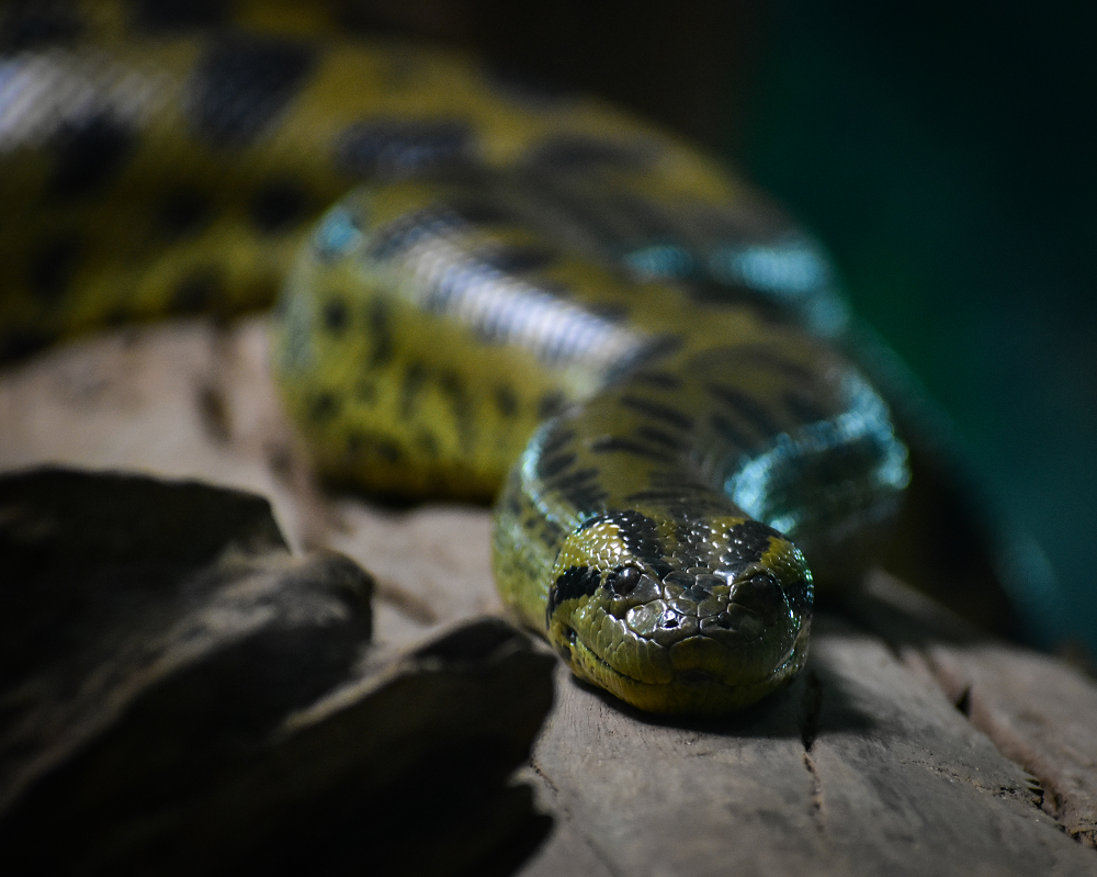 Grøn anakonda i Odense ZOO