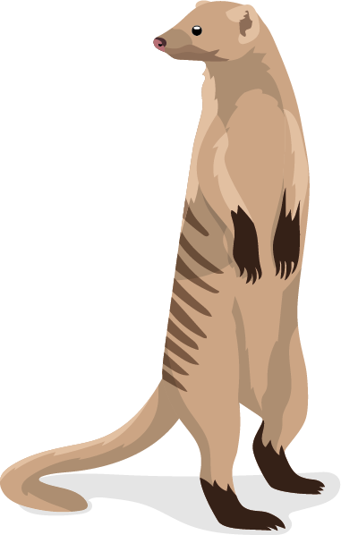 Zebramangust