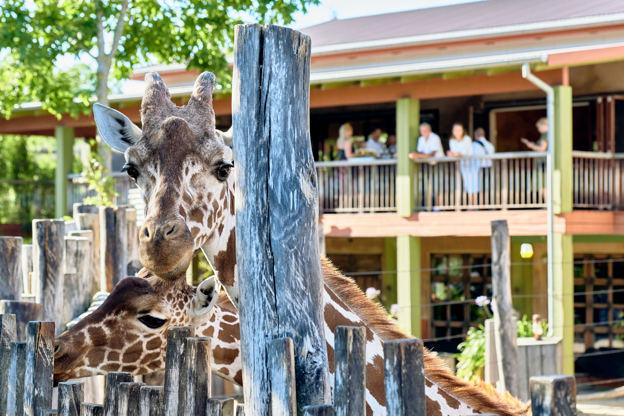 Fest eller møde  med udsigt til giraffer i Safari Lounge i Odense ZOO