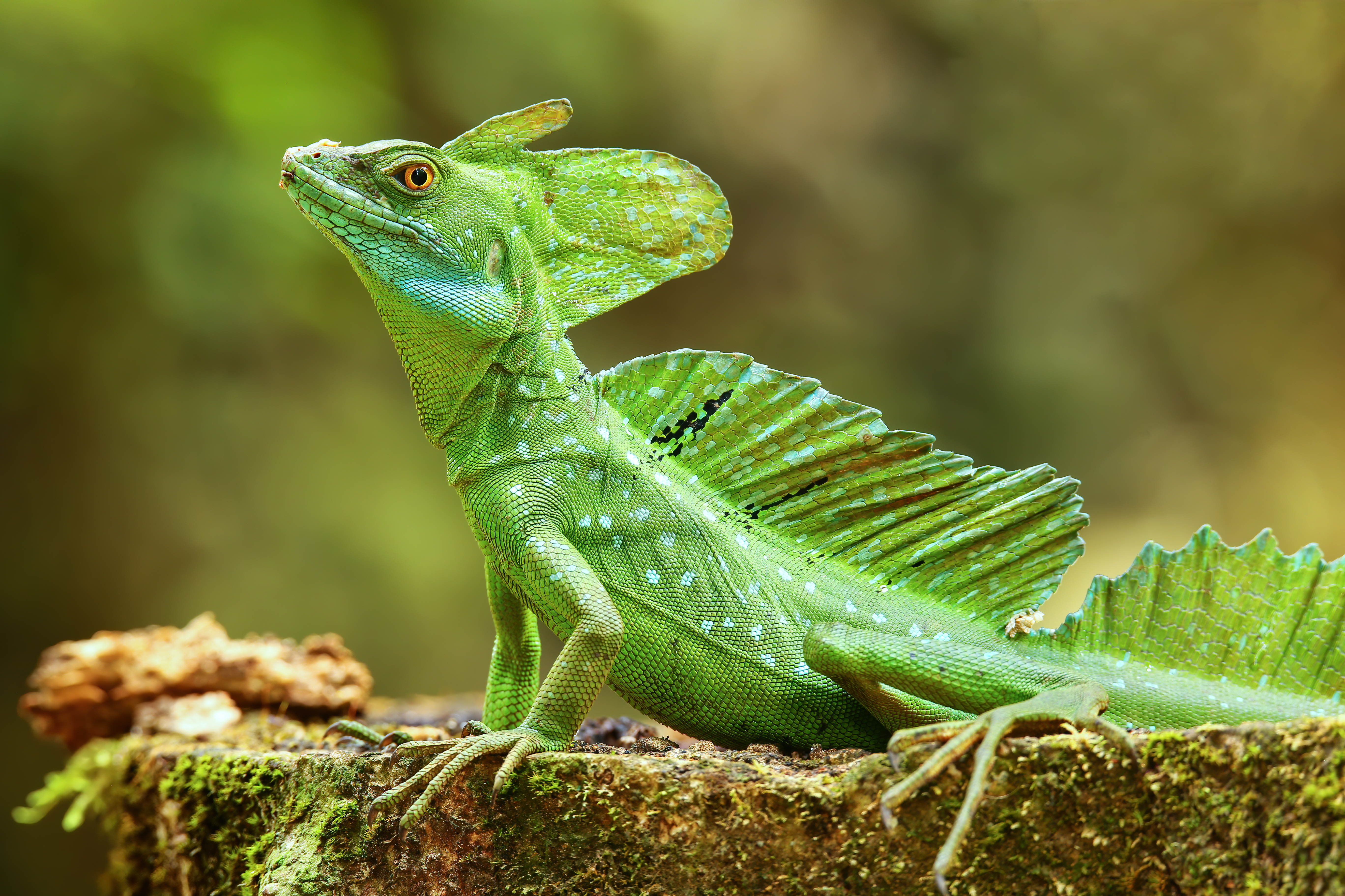 Grøn basilisk i Odense ZOO