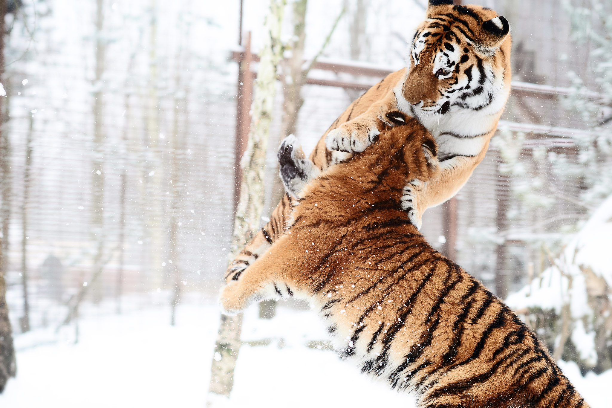Sibiriske tigere slås i sne i Odense ZOO