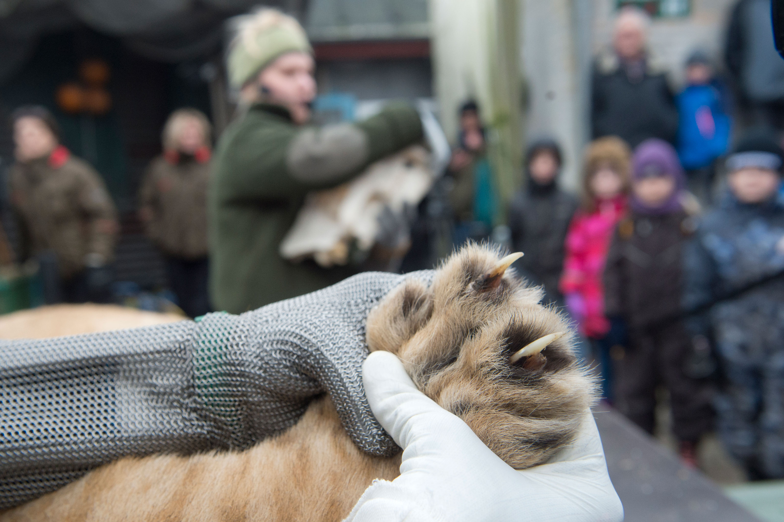 Fremvisning Af Løvepote Under Dissektion Af Løve I Odense ZOO