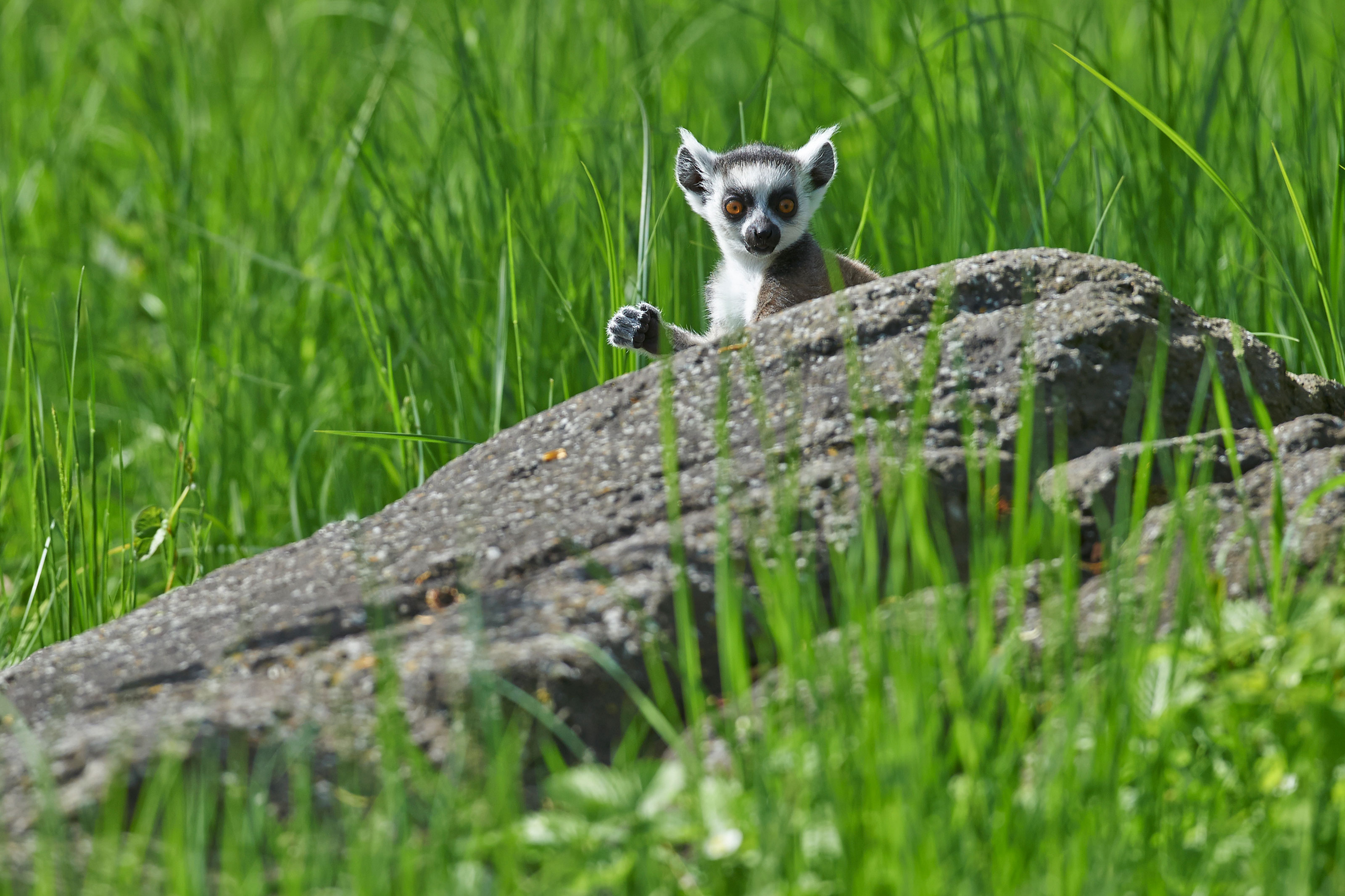 Katta lemur bag klippe i Odense ZOO