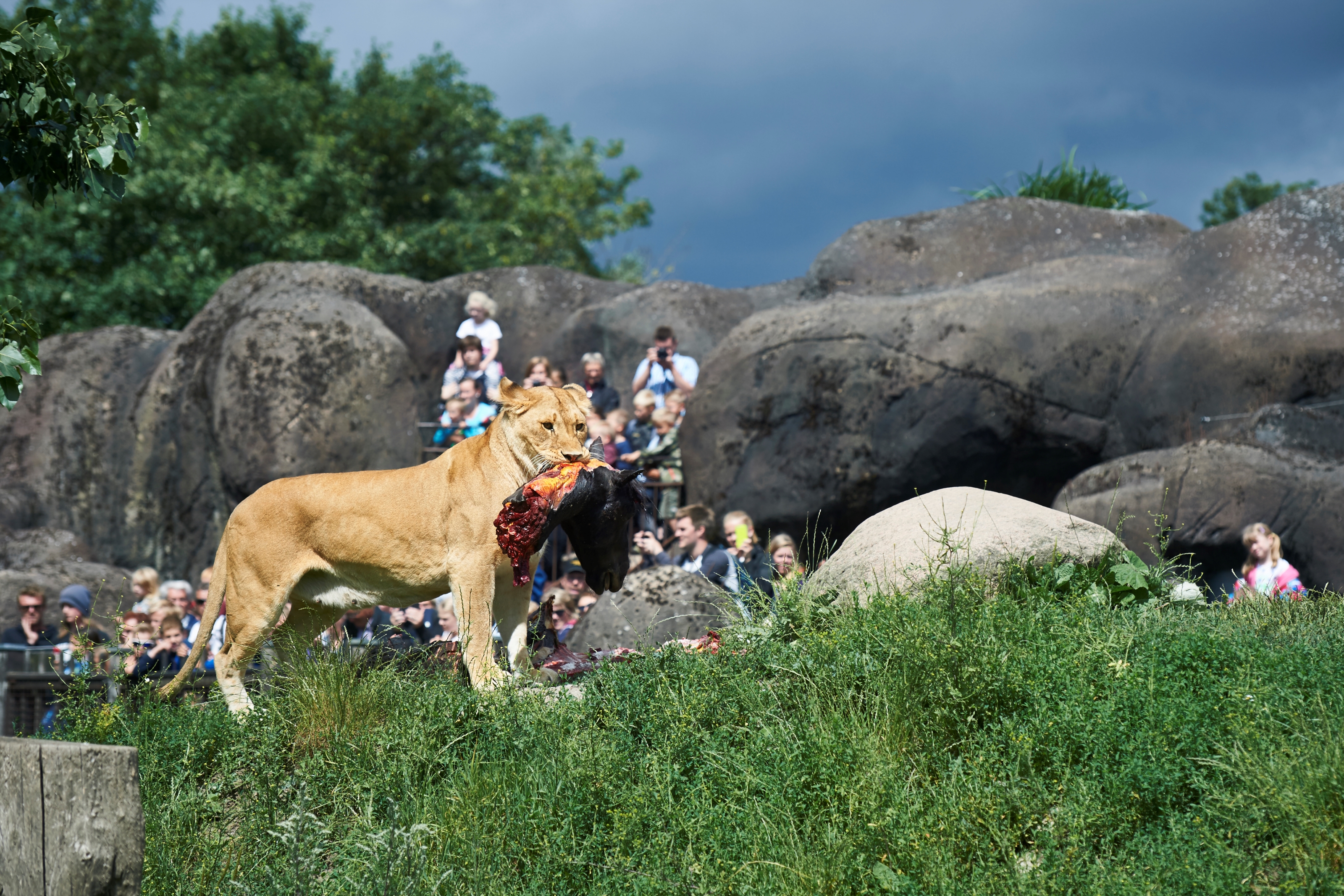 Løvefodring I Odense ZOO (1)