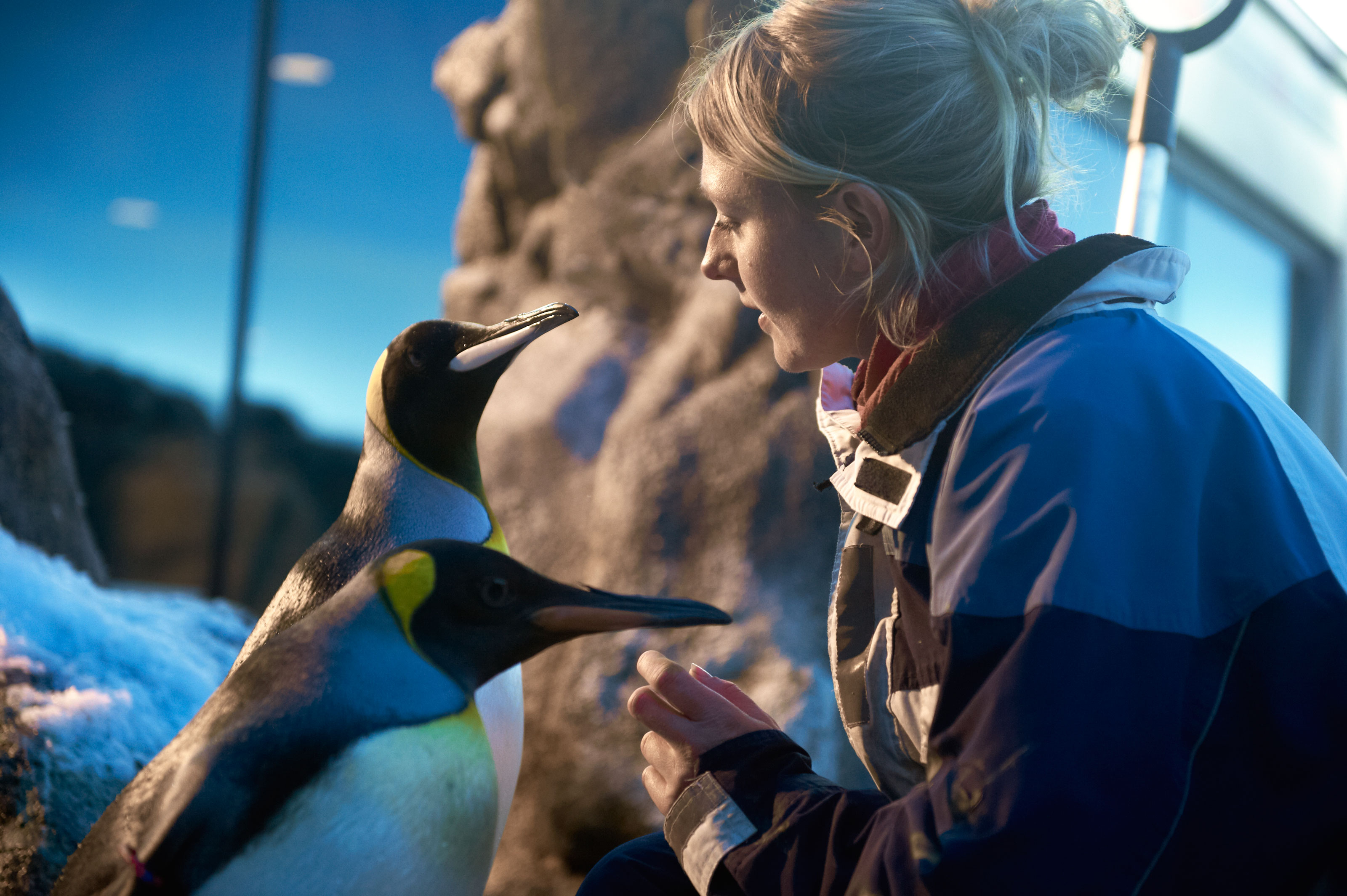 Fodring af kongepingviner i Odense ZOO dyrepasser for en dag