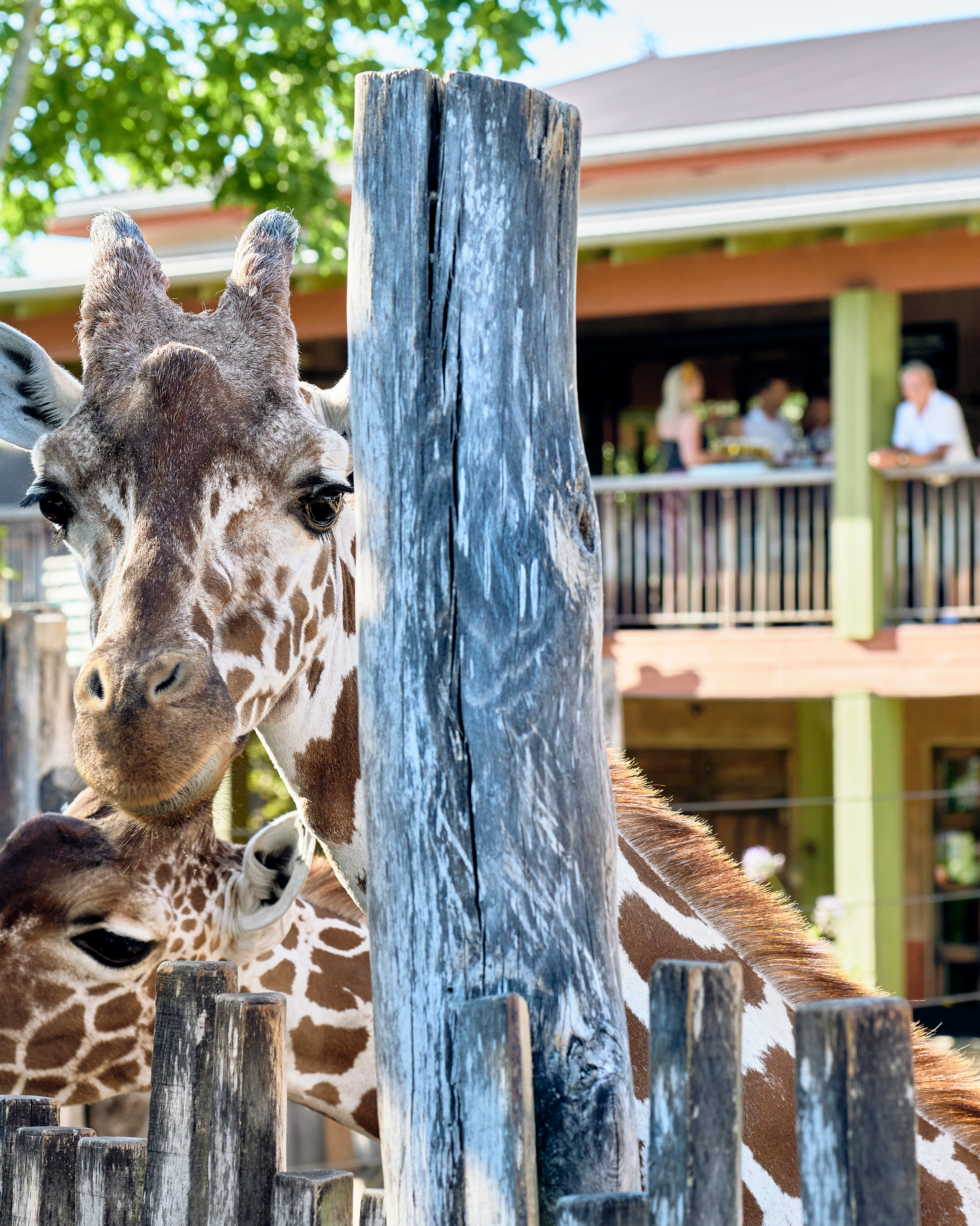 Giraffer foran Safari Close up i Odense ZOO