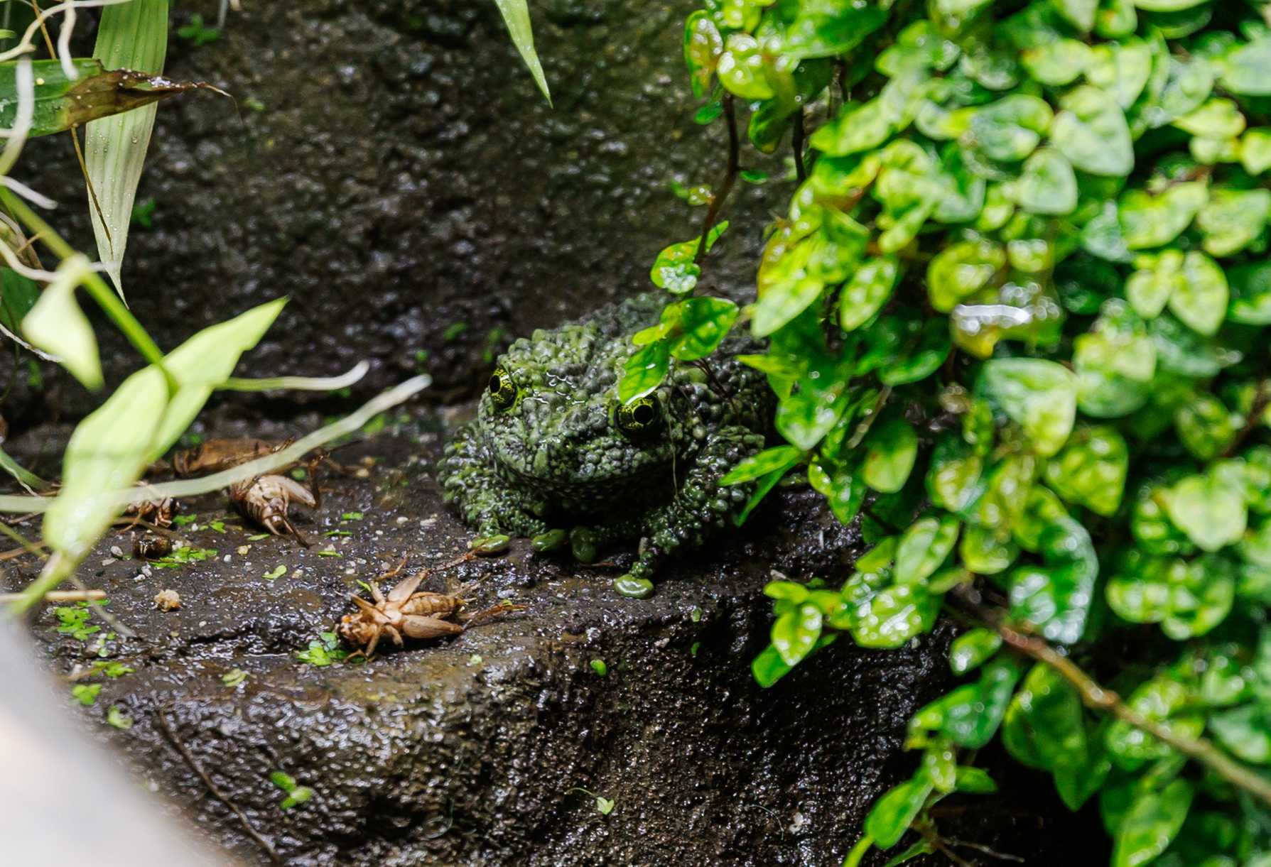 Web.png