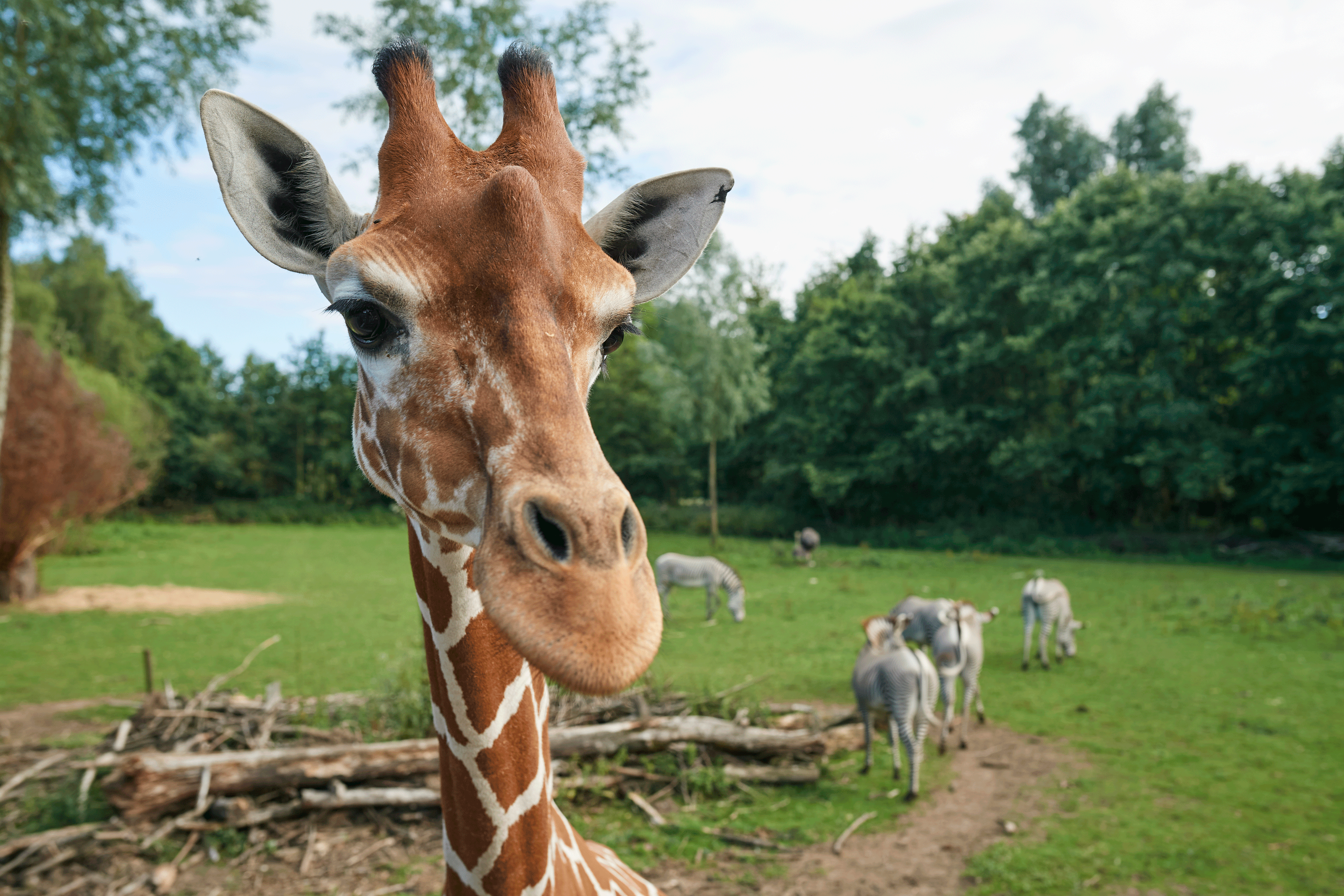 Close up af giraf i Odense ZOO